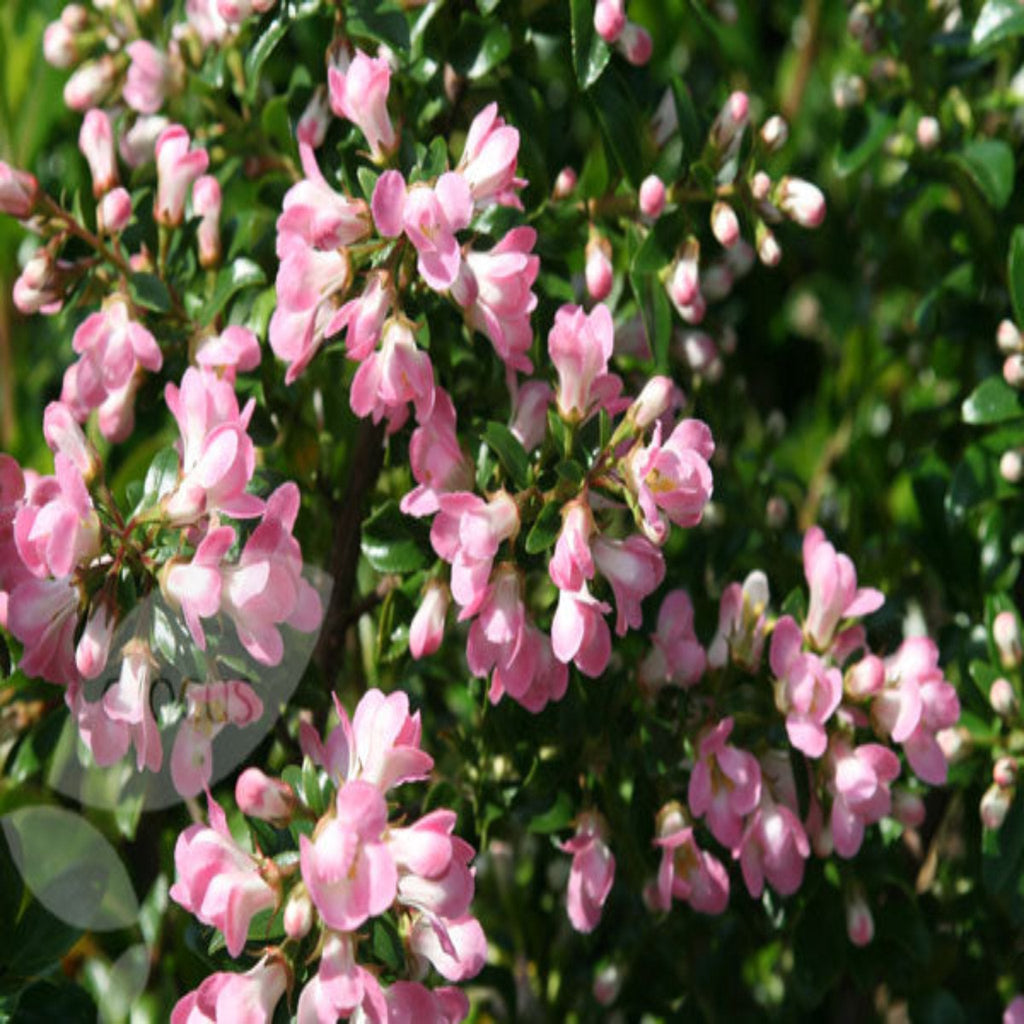 Escallonia 'Apple Blossom' 9cm