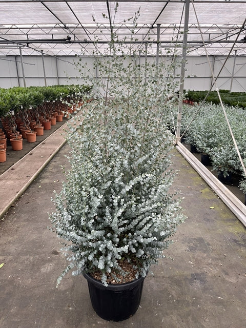 Eucalyptus gunnii Azura (200cm) 45L (Multibuy Offers Available)