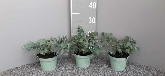Eucalyptus gunnii Louis 9cm-3L