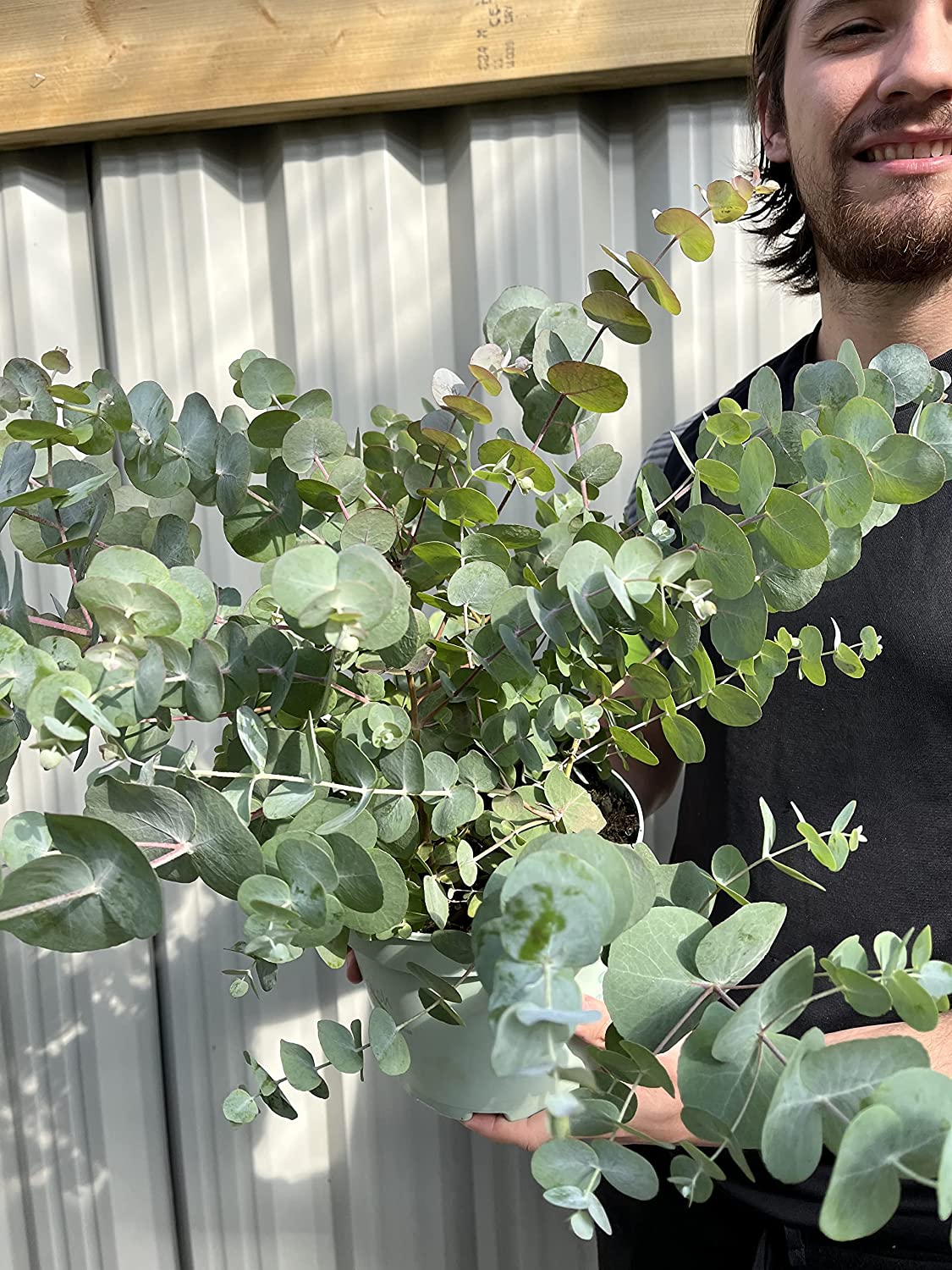 Eucalyptus gunnii Louis 9cm-3L