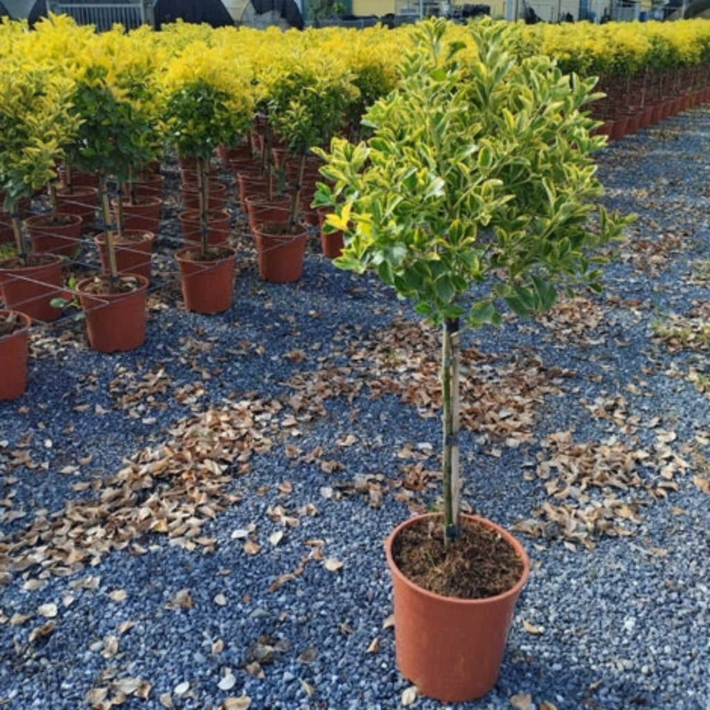 Special offer: Half Standard Euonymus japonica 'Aureus' 100cm (2 for £54.99)