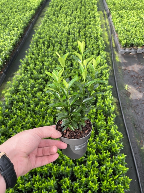 Euonymus japonicus 'Green Spire' (Multibuy Offers Available)