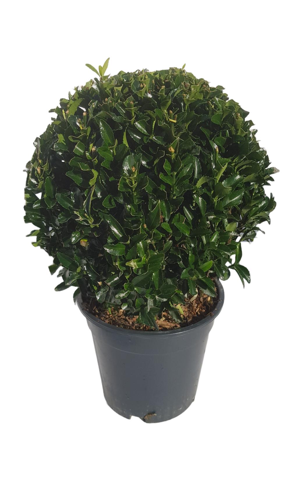 Euonymus japonicus Ball 'Green Spire' 2L