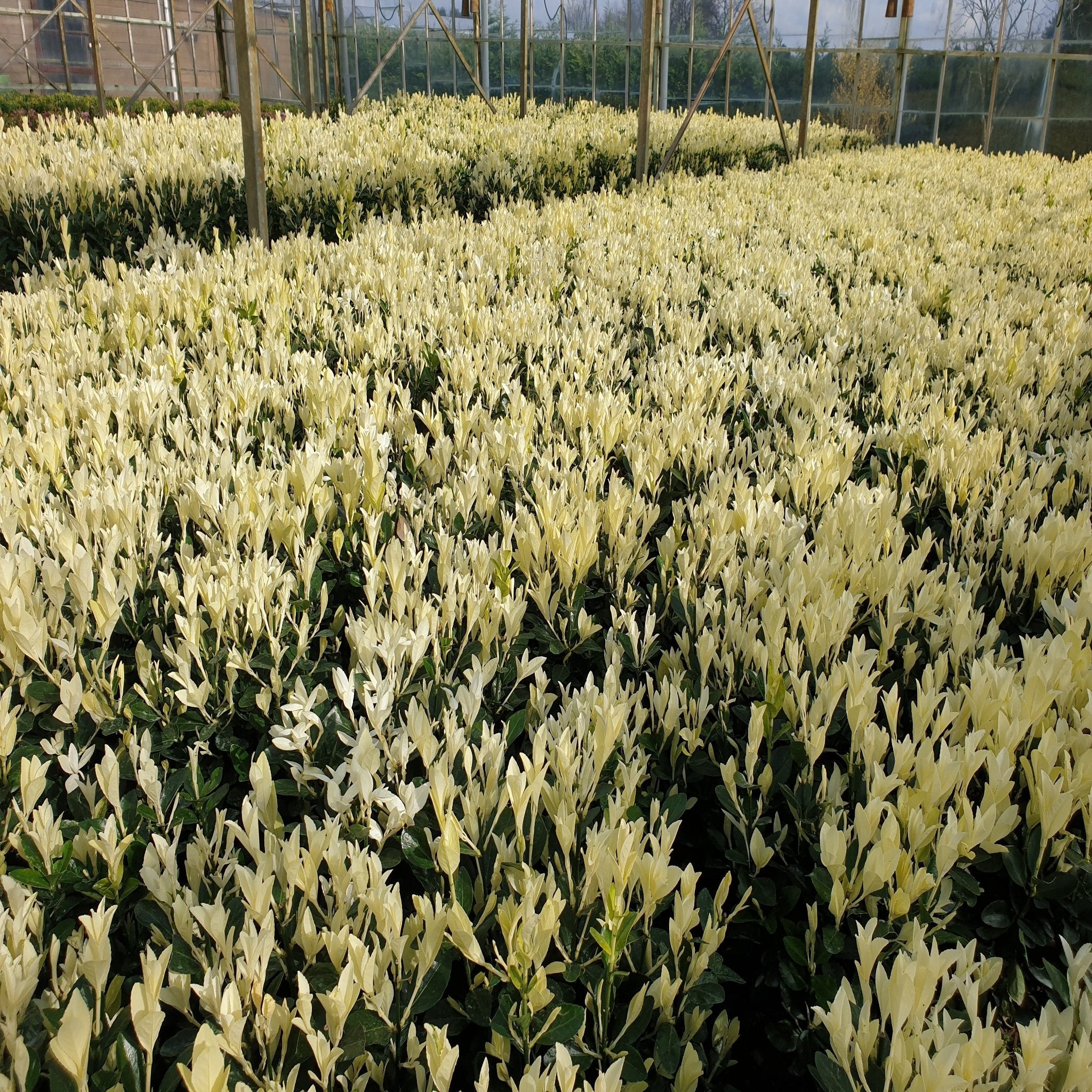 Euonymus japonica 'Himalaya' 9cm/2L/5L