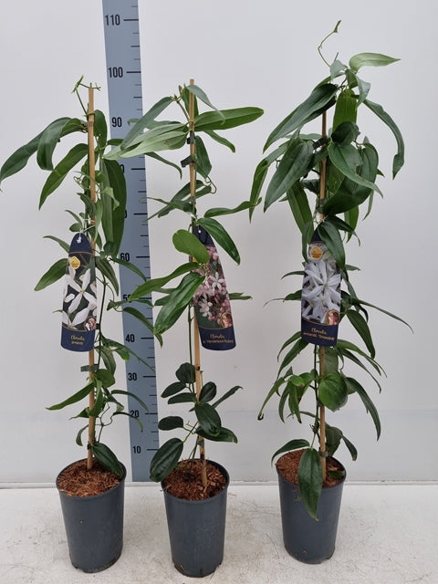 Clematis armandii (Evergreen and Fragrant) 100cm