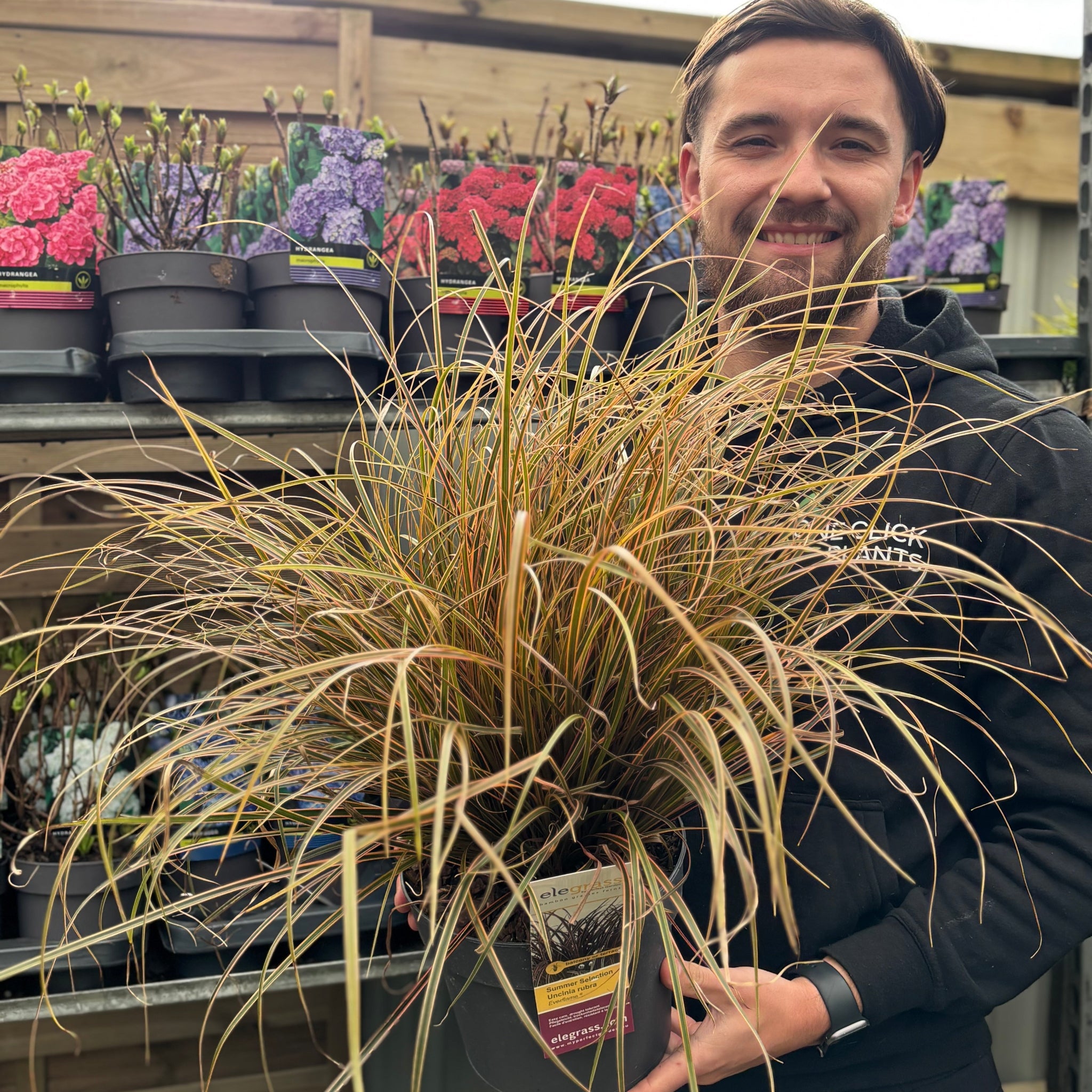 Uncinia Rubra 'Everflame' Ornamental Grass 3L