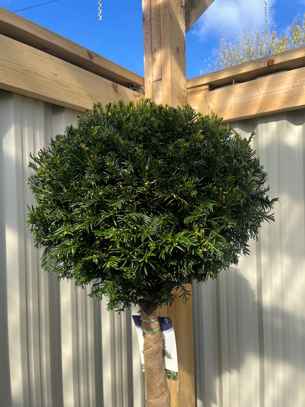Yew Ball on Stem - Taxus Baccata 35L 170-180cm (STEM 90cm)
