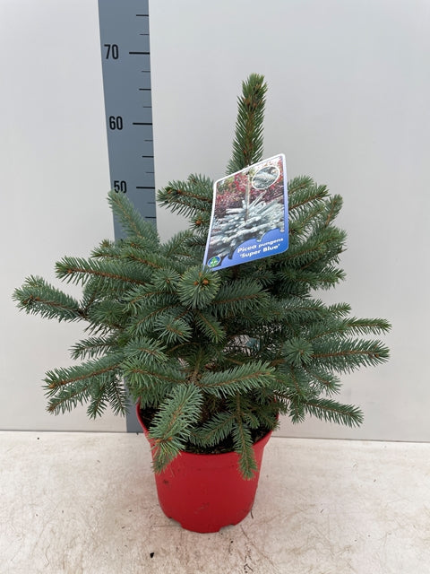 Potgrown Real Christmas Tree | Picea pungens 'Super Blue' | 50-60cm