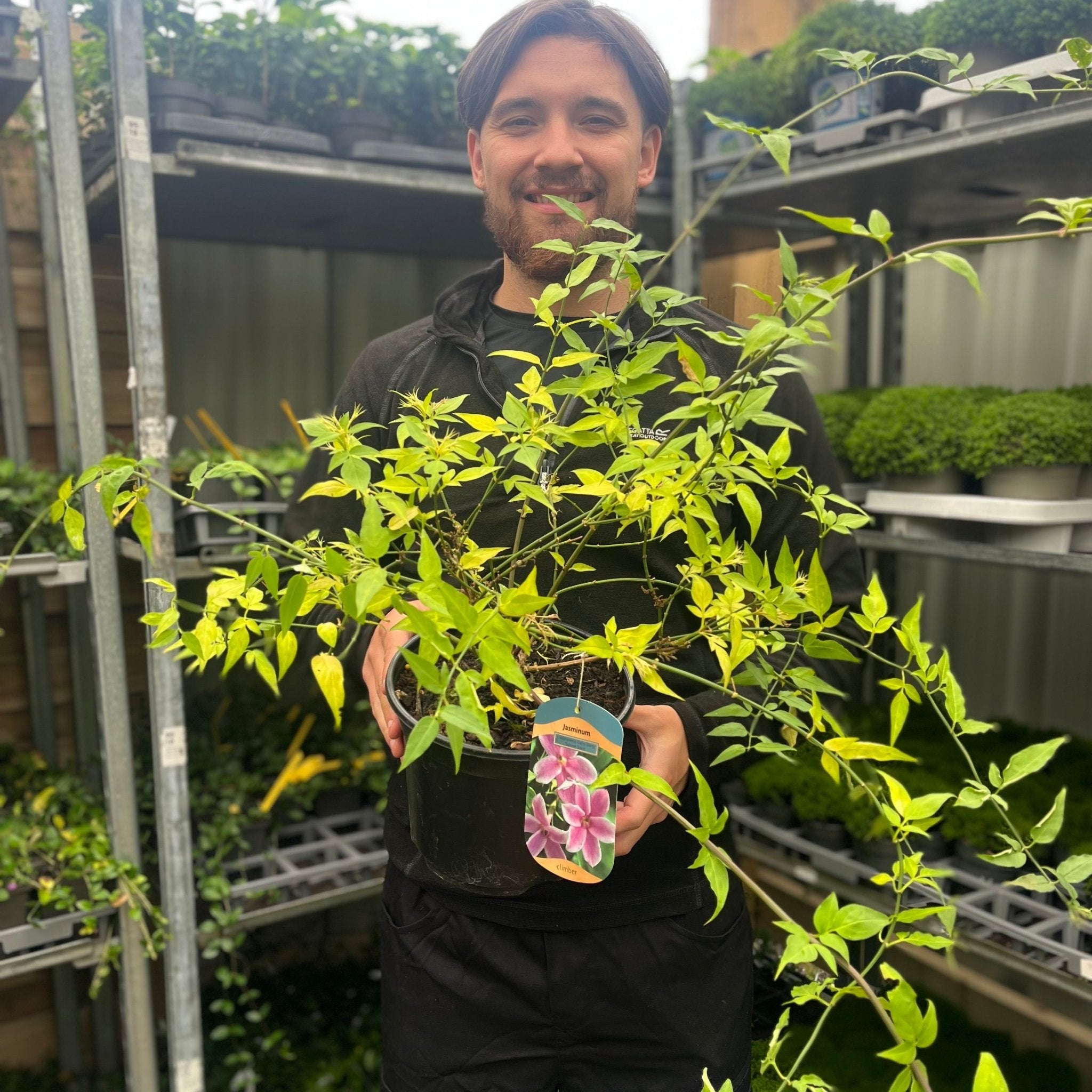 Jasminum 'Starry Summer Scent' 3L