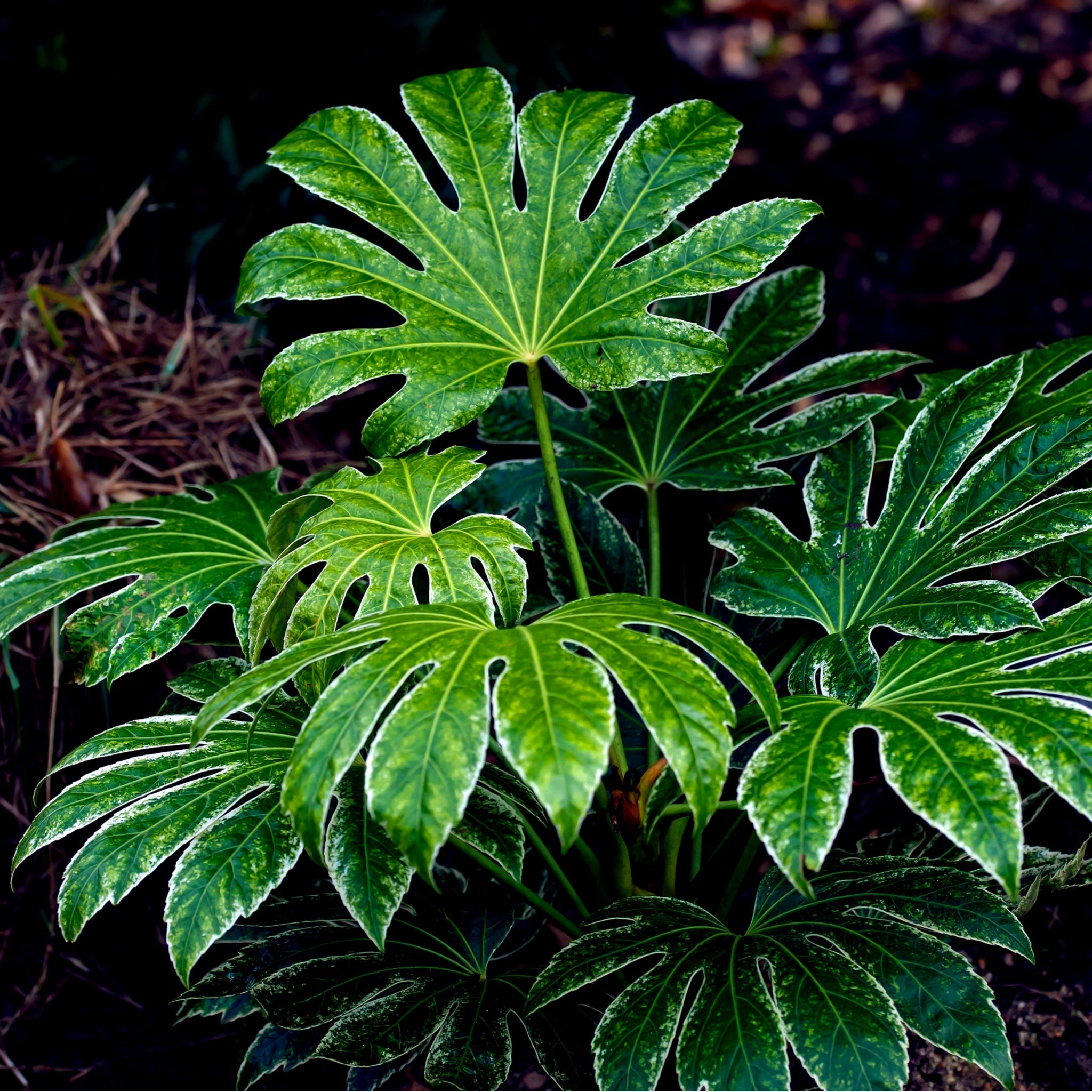 Fatsia japonica 'Spider's Web' 9cm-7.5L