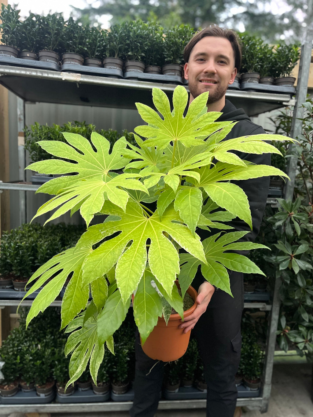 Fatsia japonica 'Spider's Web' 9cm-7.5L