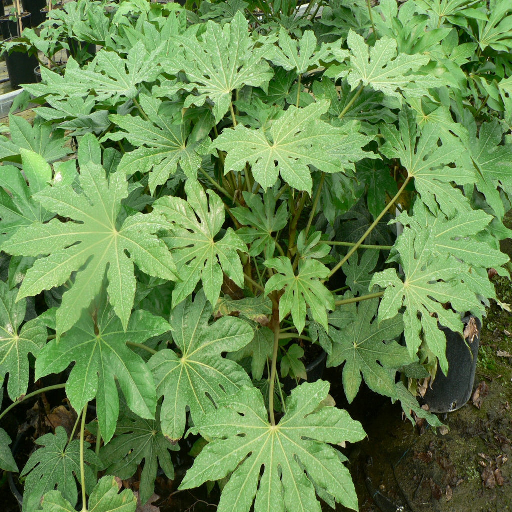 Fatsia japonica 2L (60-70cm)