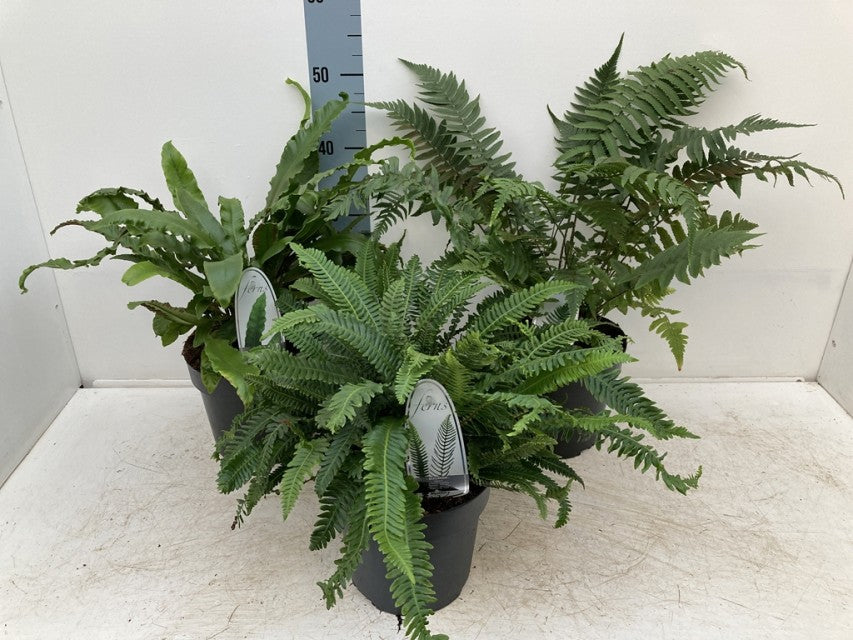 Mix of 3 Ferns 11cm / 2L / 3L