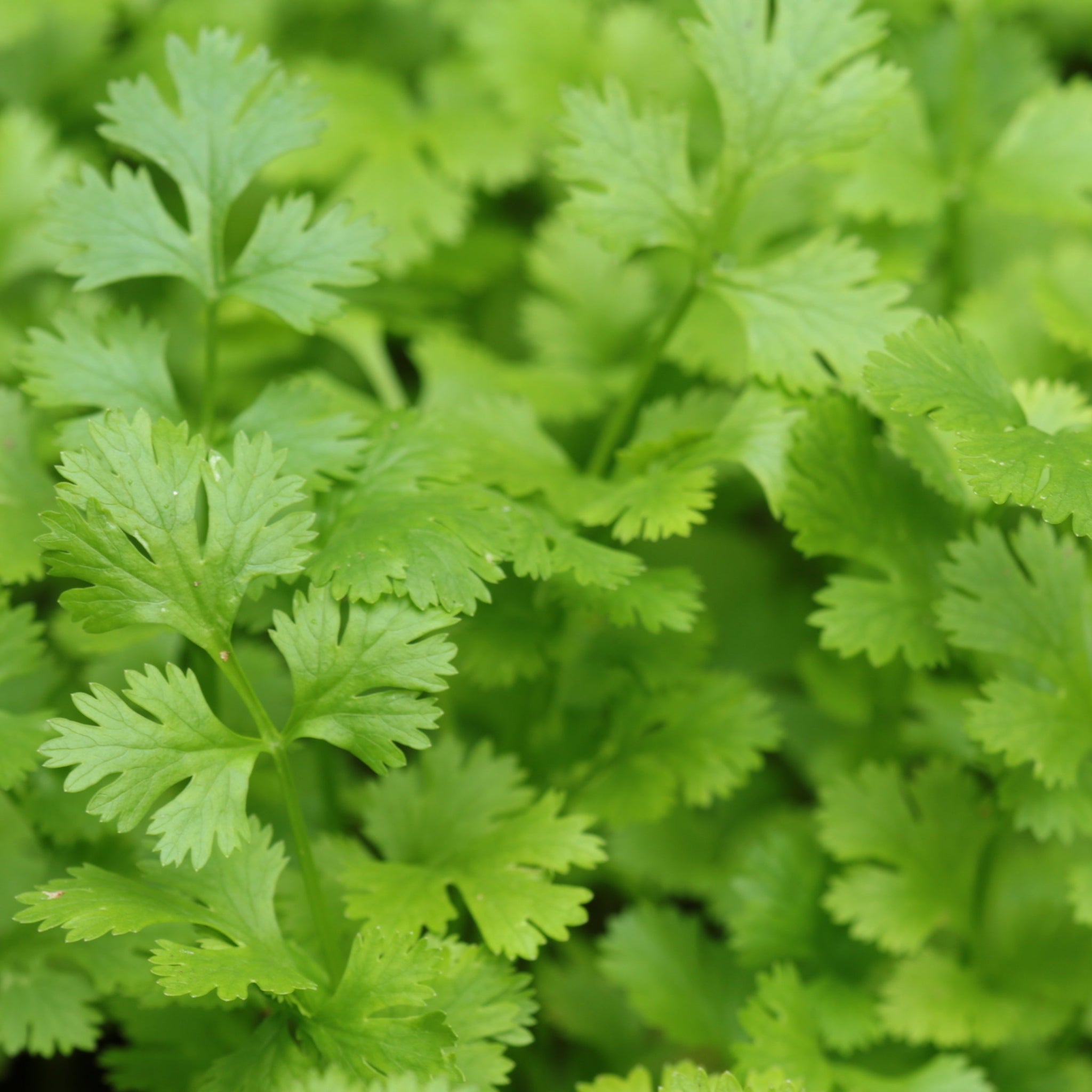 Italian Flat-Leaved Parsley (Herb) 9cm