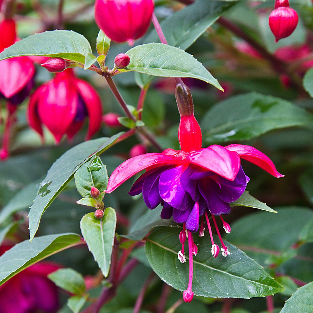Fuchsia Dollar Princess - Upright (9cm Pot)