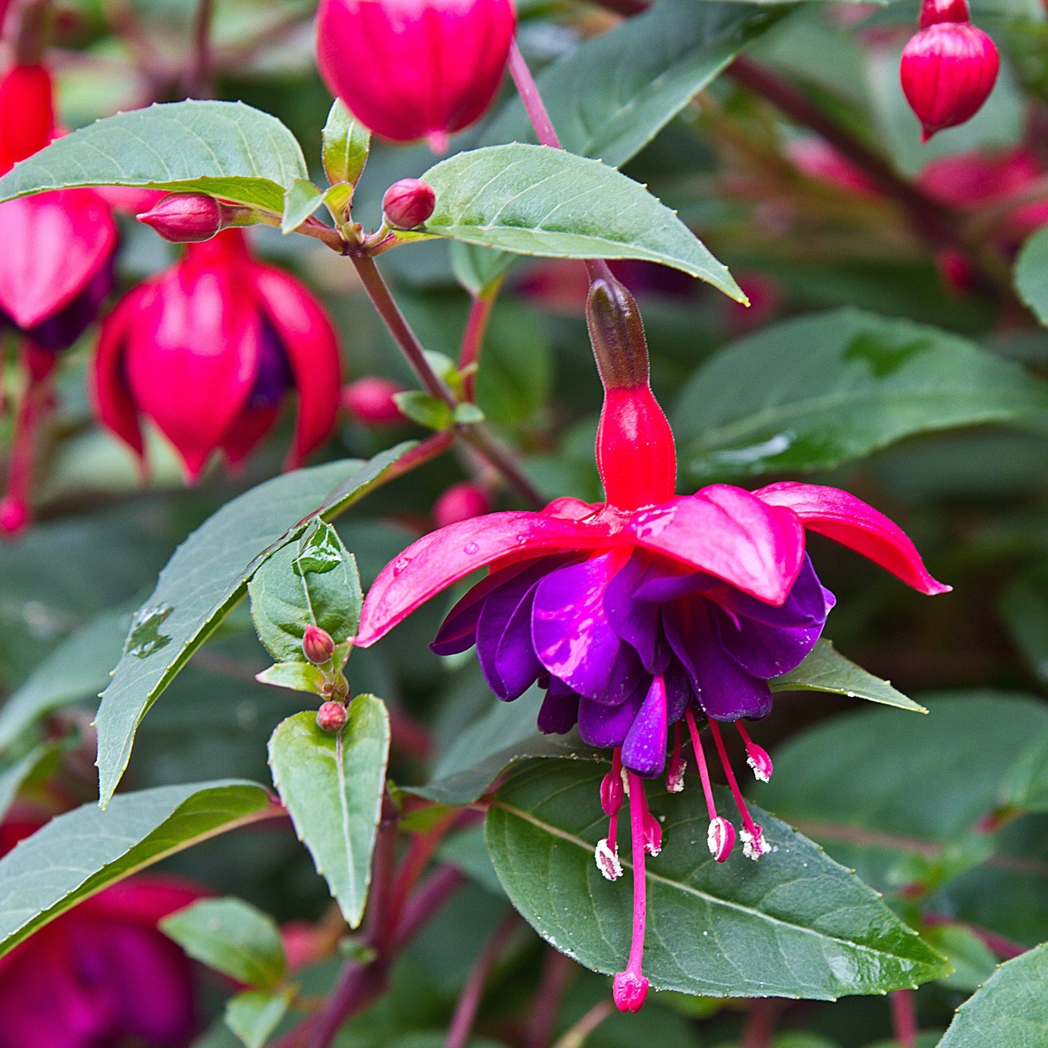 Fuchsia Dollar Princess - Upright (9cm Pot)