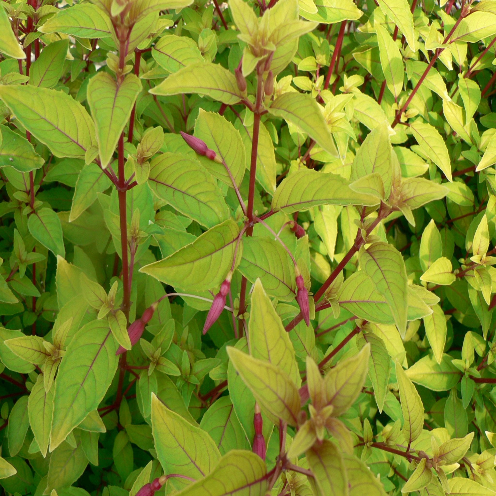 Hardy Fuchsia 'Genii' 9cm / 2L