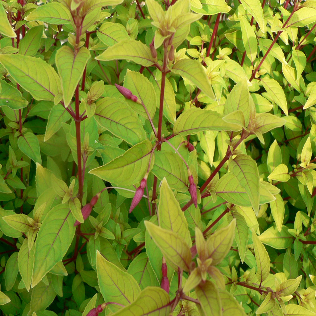 3 x Mixed Hardy Fuchsia 9cm
