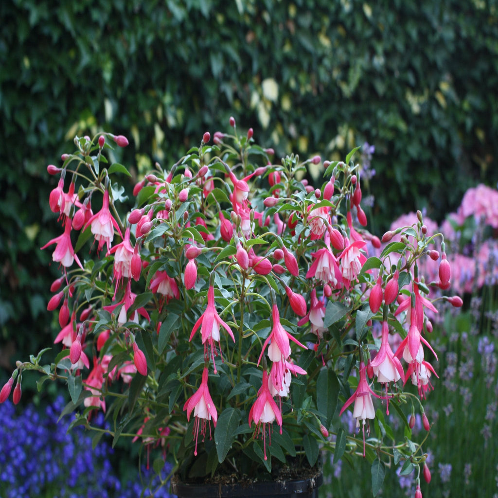 Hardy Fuchsia 'Lady Thumb' 9cm / 2L