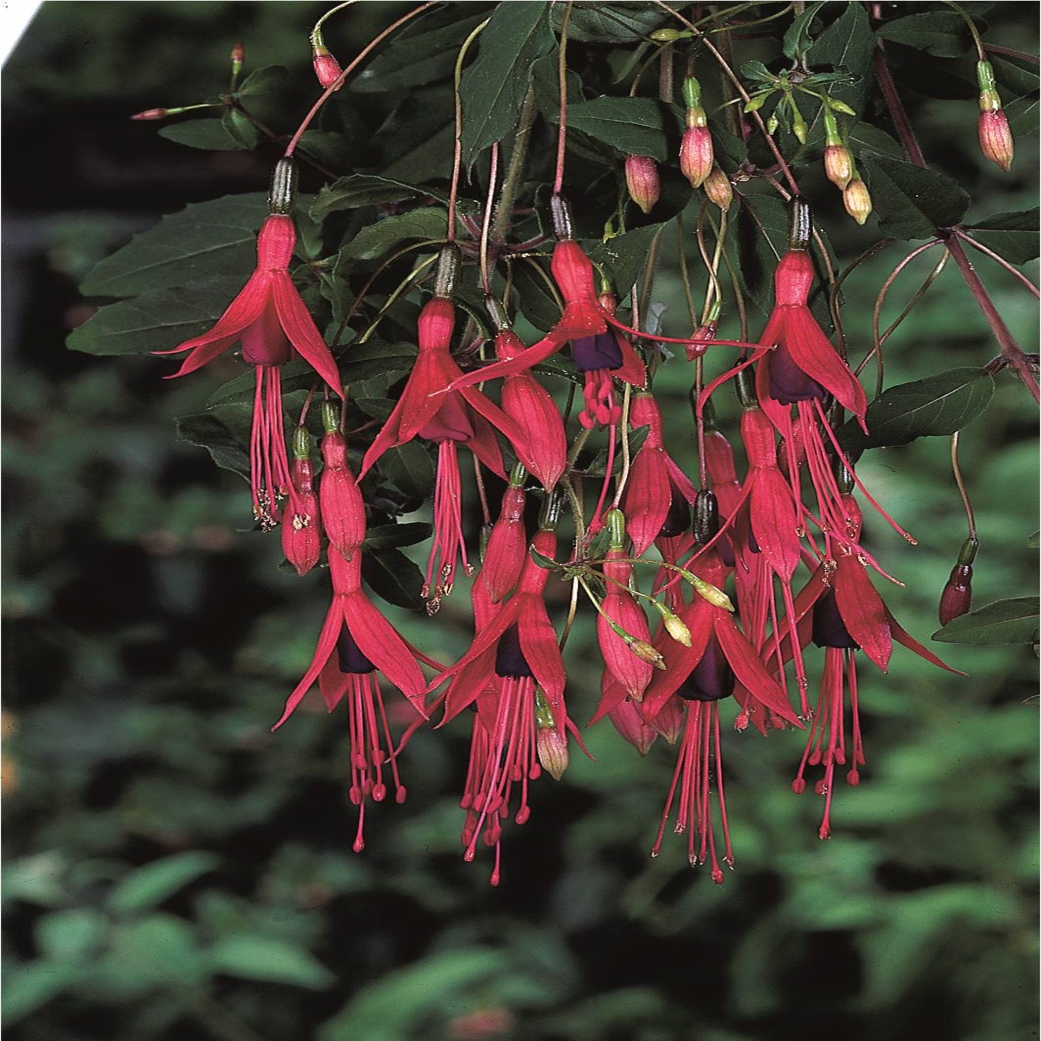 Hardy Fuchsia 'Riccartonii' 9cm / 2L