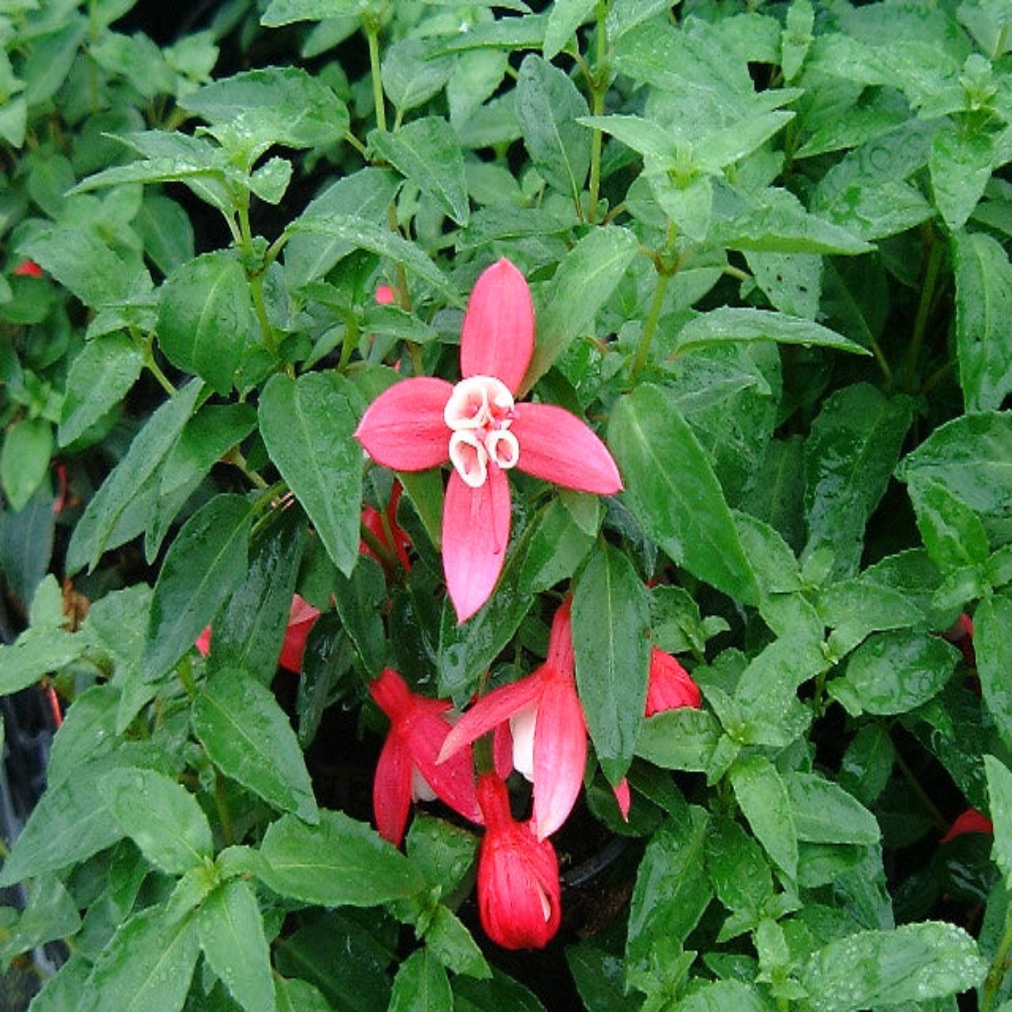 Hardy Fuchsia 'Lady Thumb' 9cm / 2L