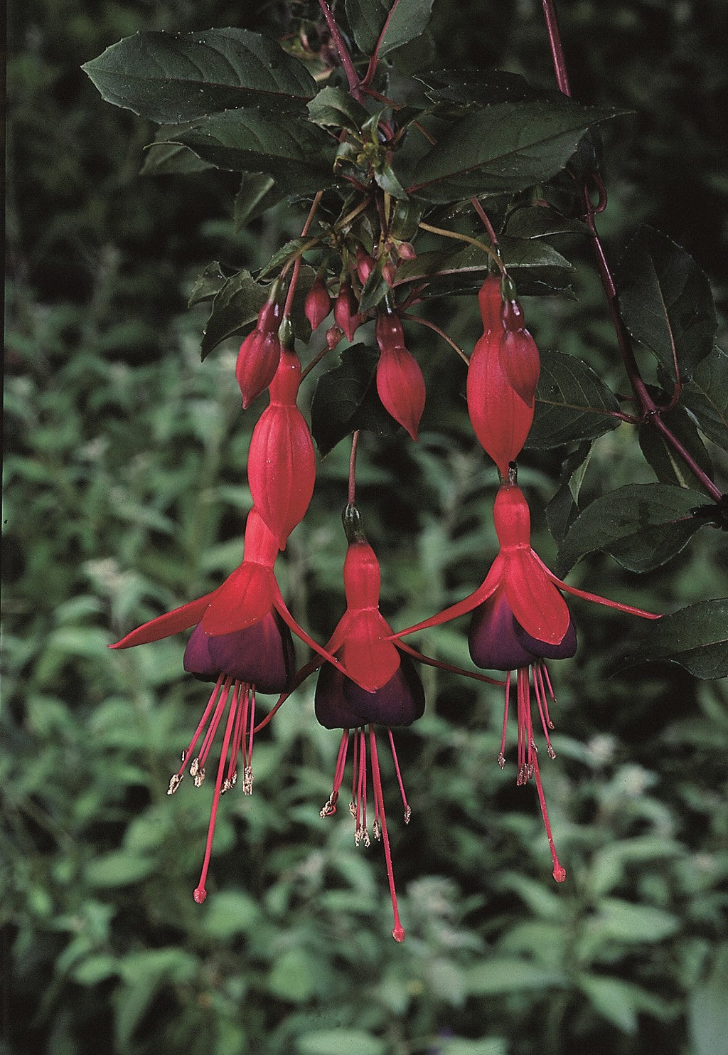 Hardy Fuchsia 'Mrs Popple' 9cm / 2L