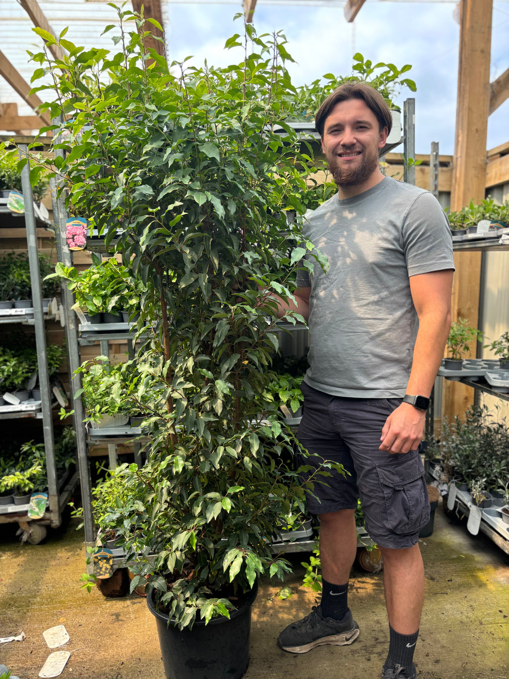 6ft Portuguese Laurel | Prunus lauroceras 'Angustifolia' 20L 180-200cm
