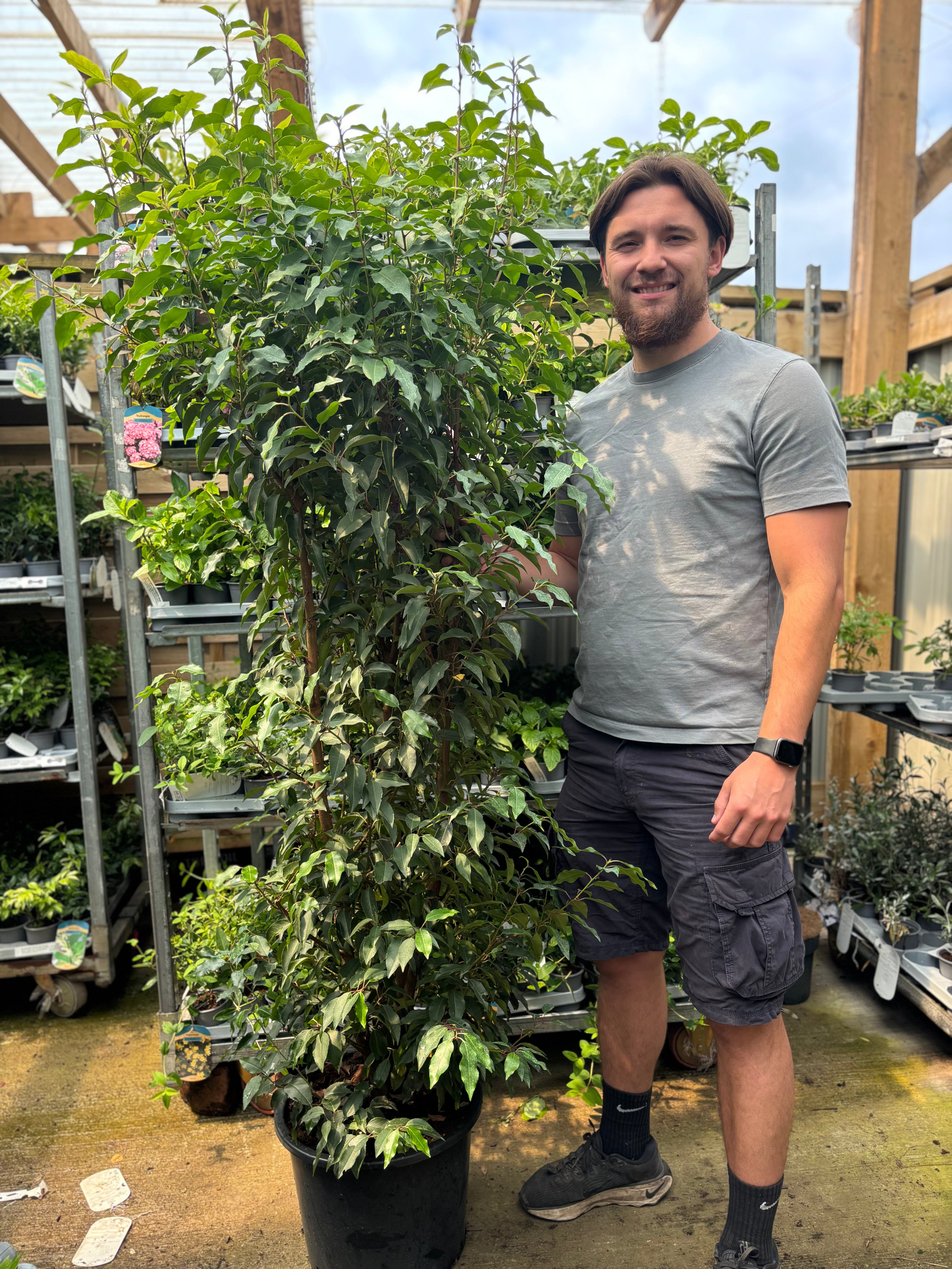 6ft Portuguese Laurel | Prunus lauroceras 'Angustifolia' 20L 180-200cm