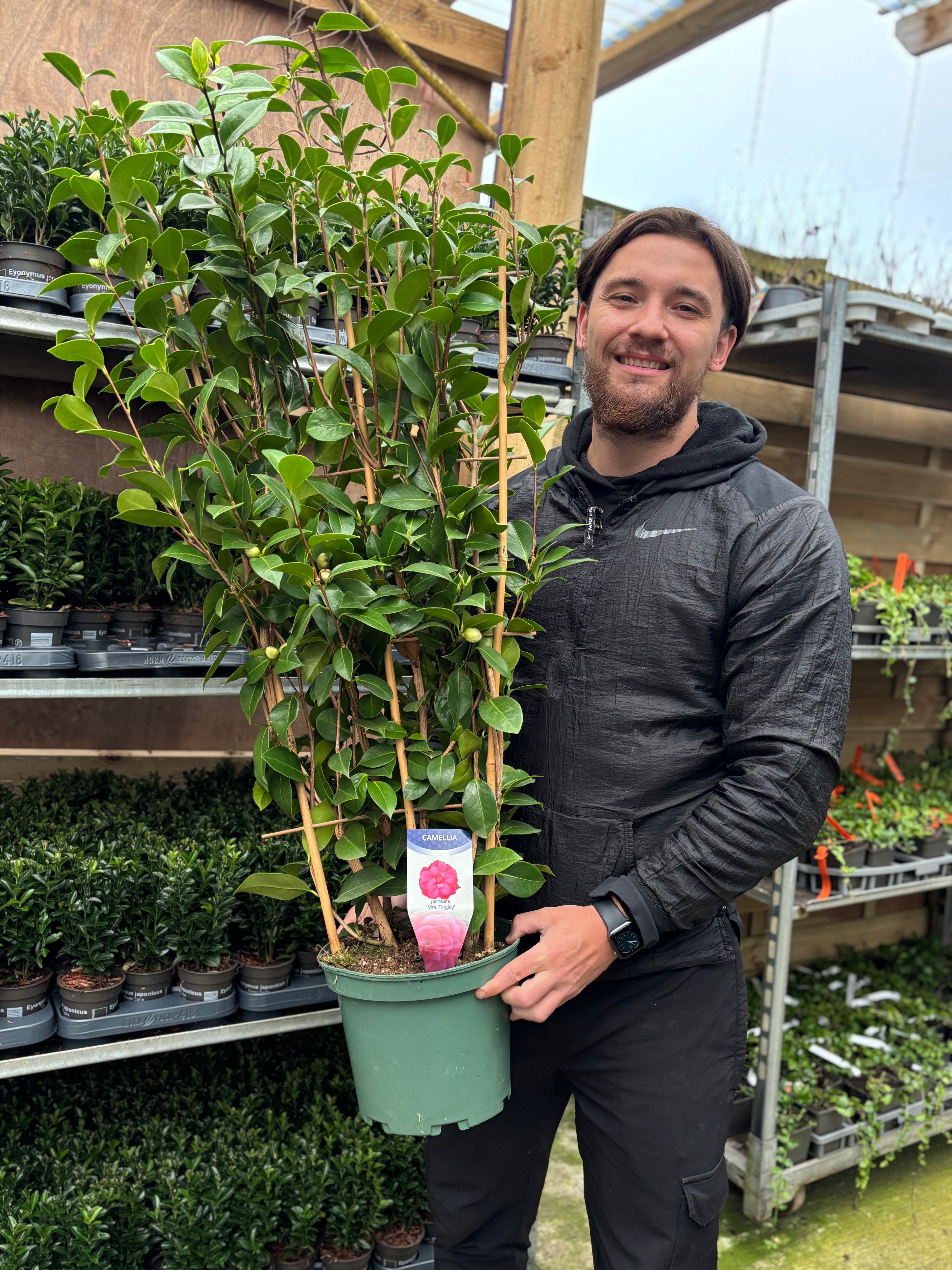 Camellia japonica 'Mrs Tingley' 5L 100-120cm