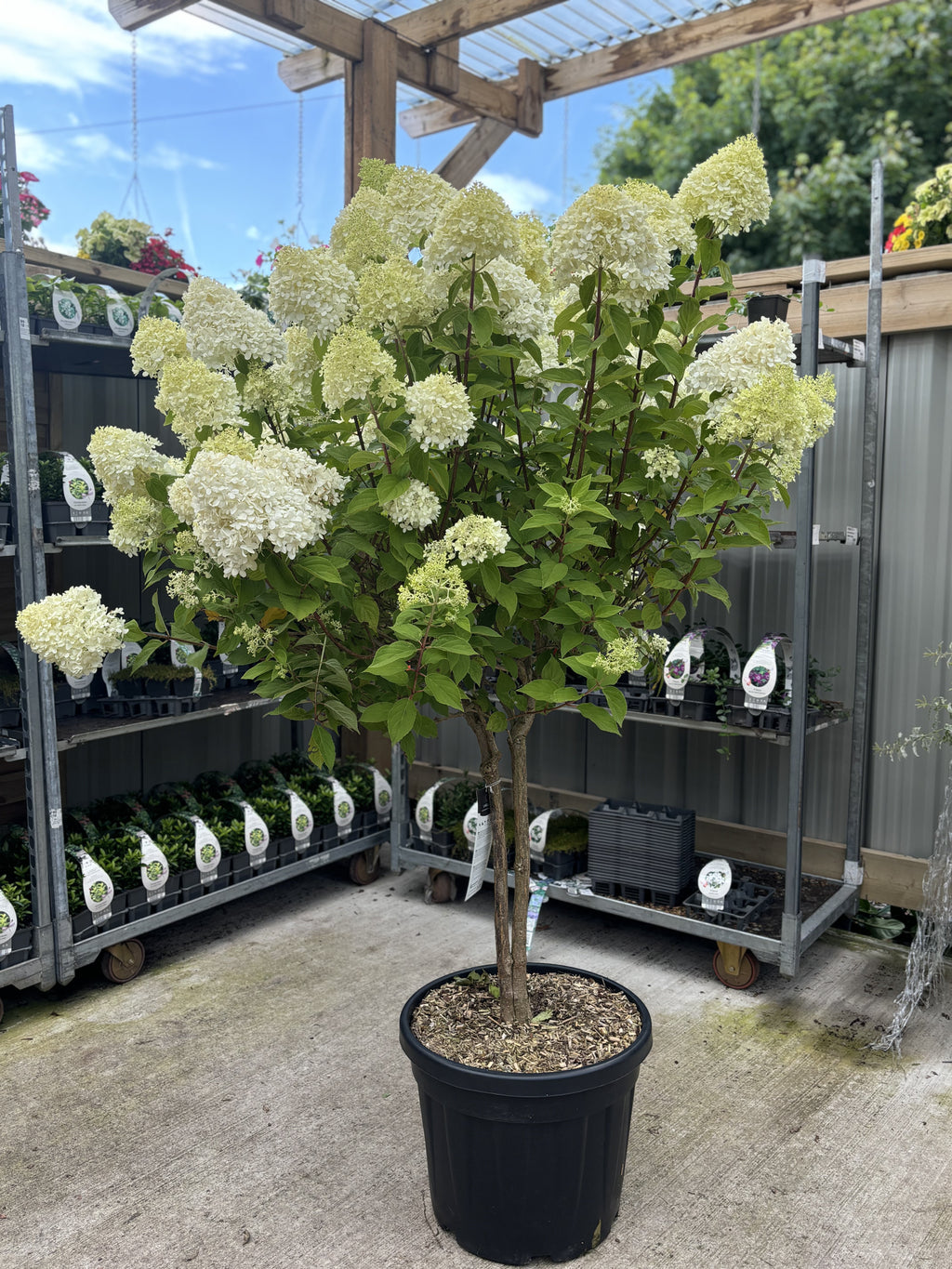 Hydrangea paniculata 'LimeLight’ Multistem Tree 12L-45L