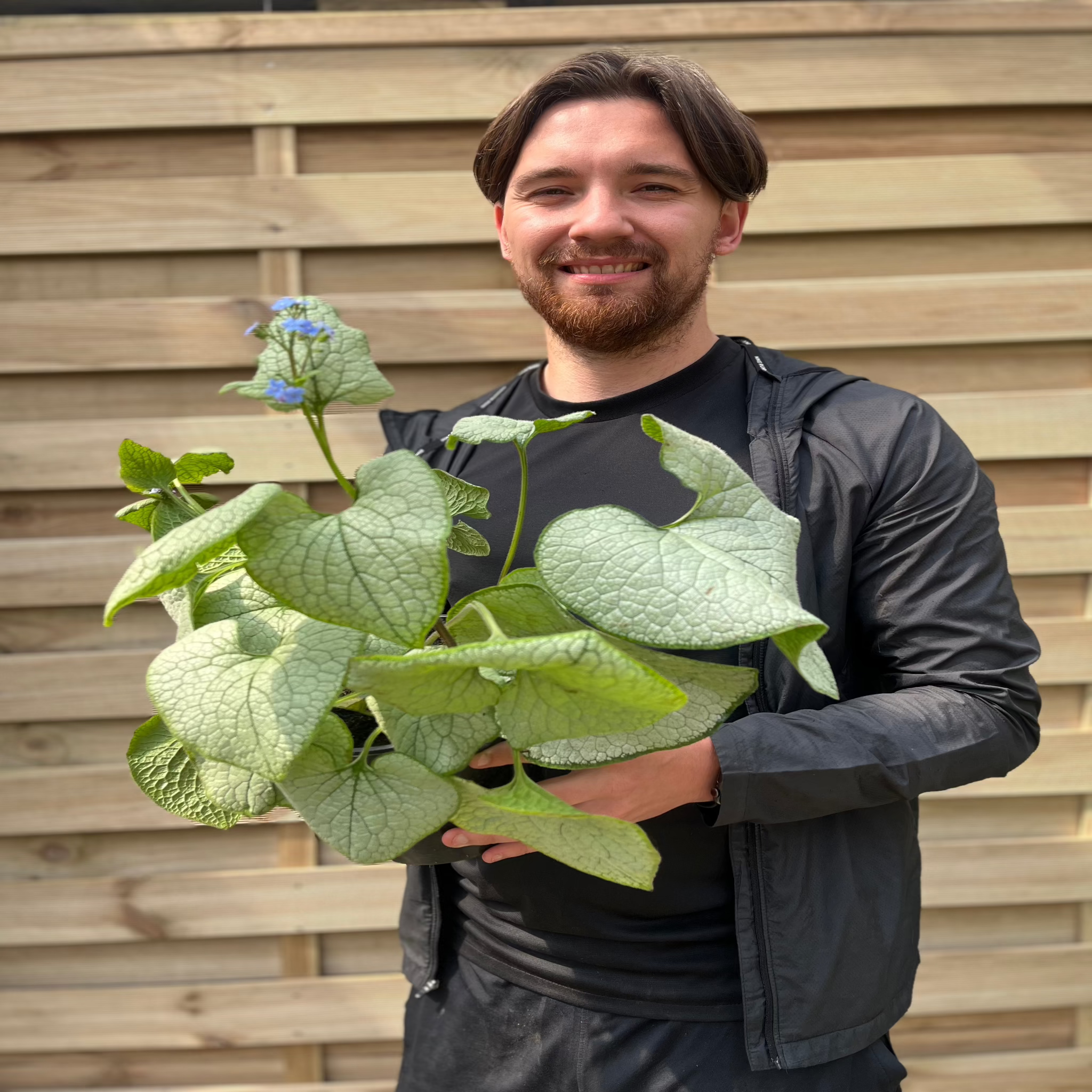 Brunnera Macrophylla Alexandria 2L