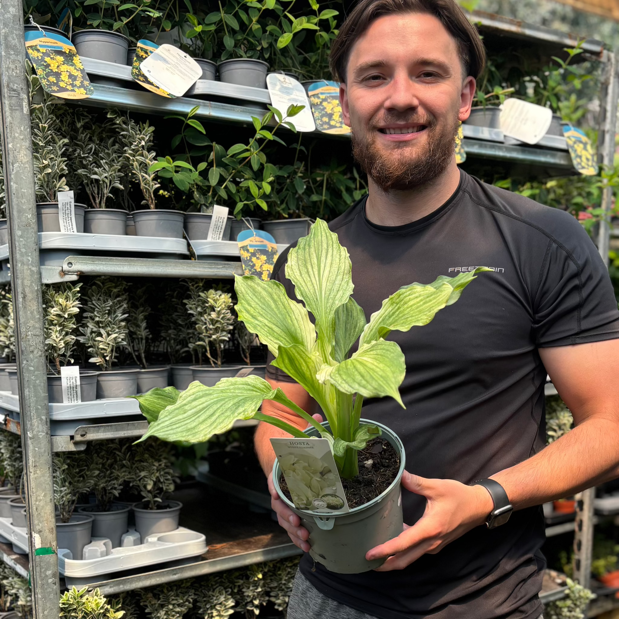 Hosta 'White Feather 2L