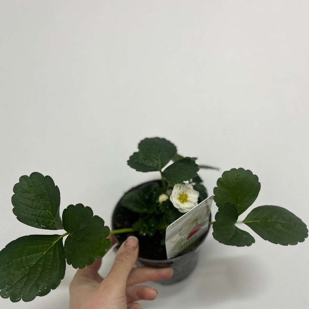 Strawberry | Fragaria vesca Alexandra 9cm Pot