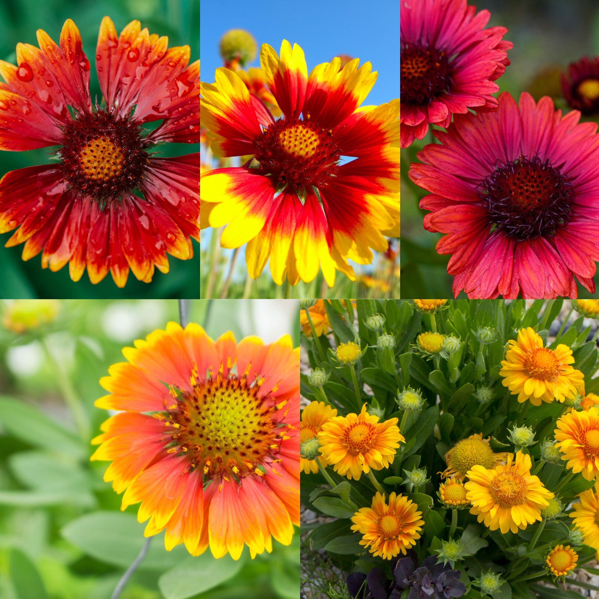 SPECIAL OFFER: Gaillardia - Mix of 5