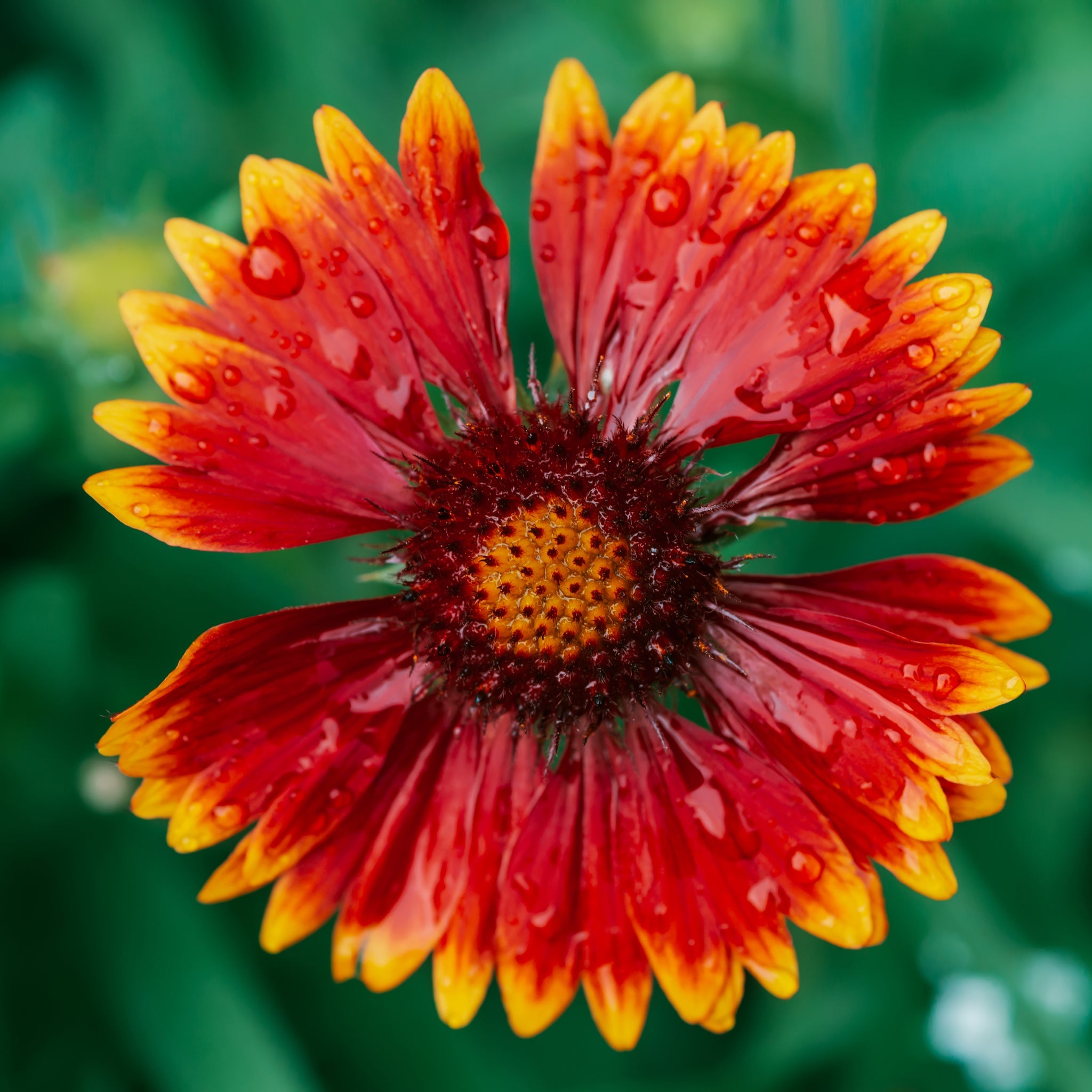Gaillardia - Orange Halo (Blanket Flower)