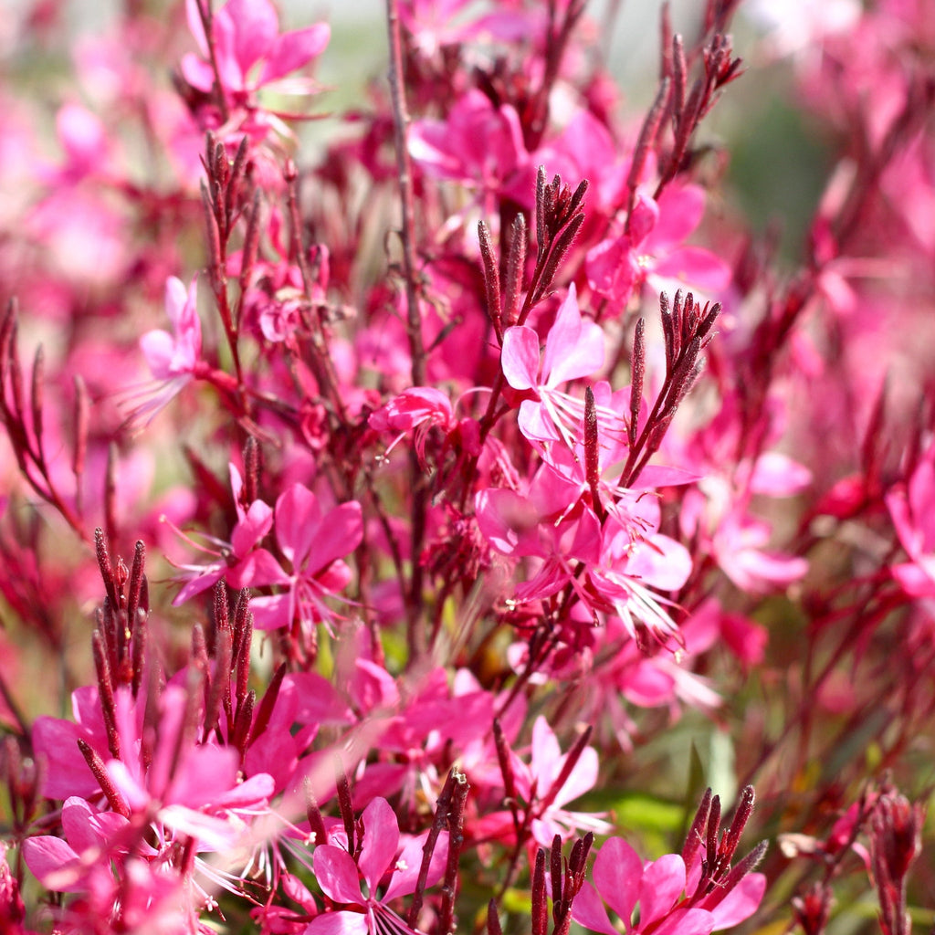 Gaura lindheimeri Gaudi Rose 9cm Pot