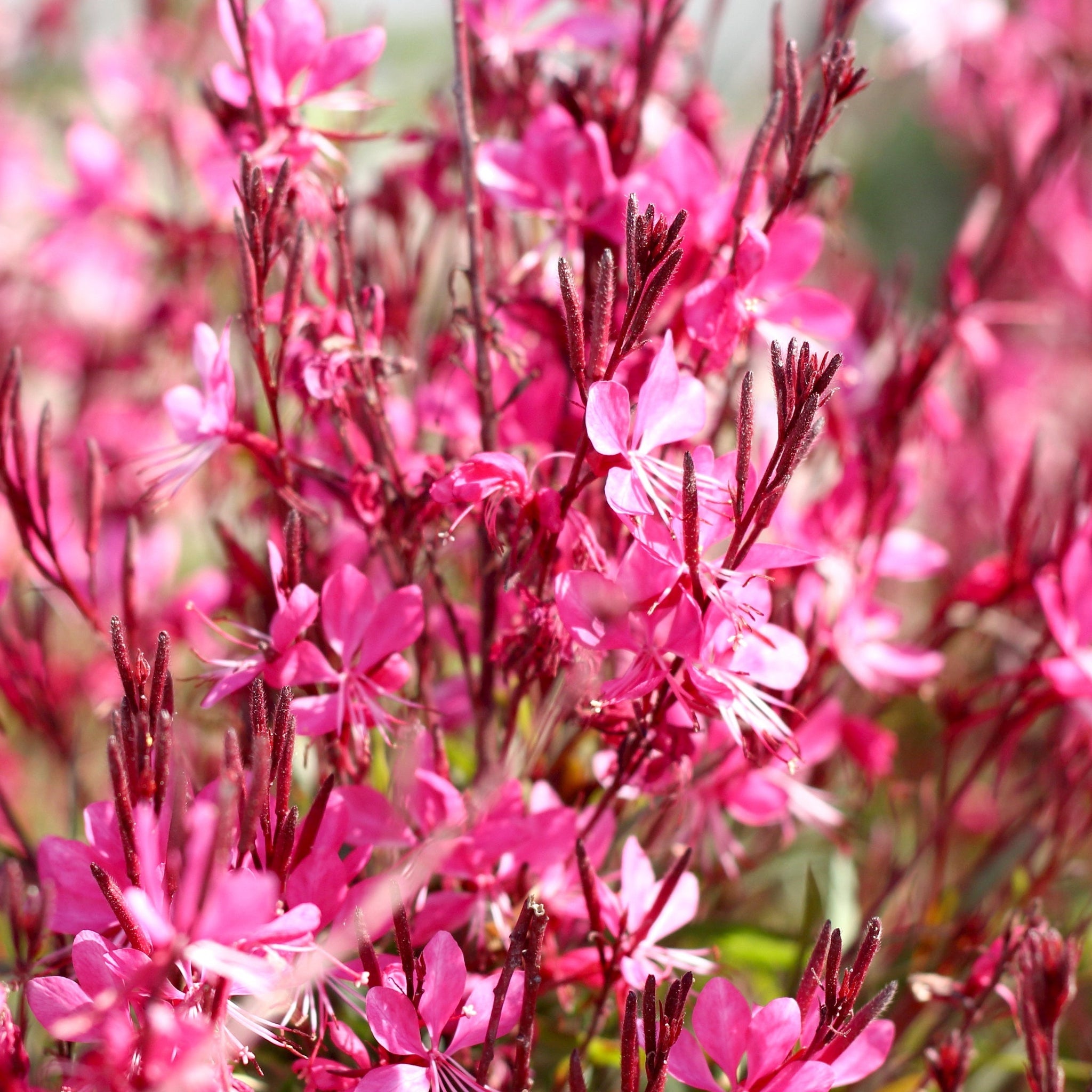 Gaura lindheimeri Gaudi Rose 9cm Pot