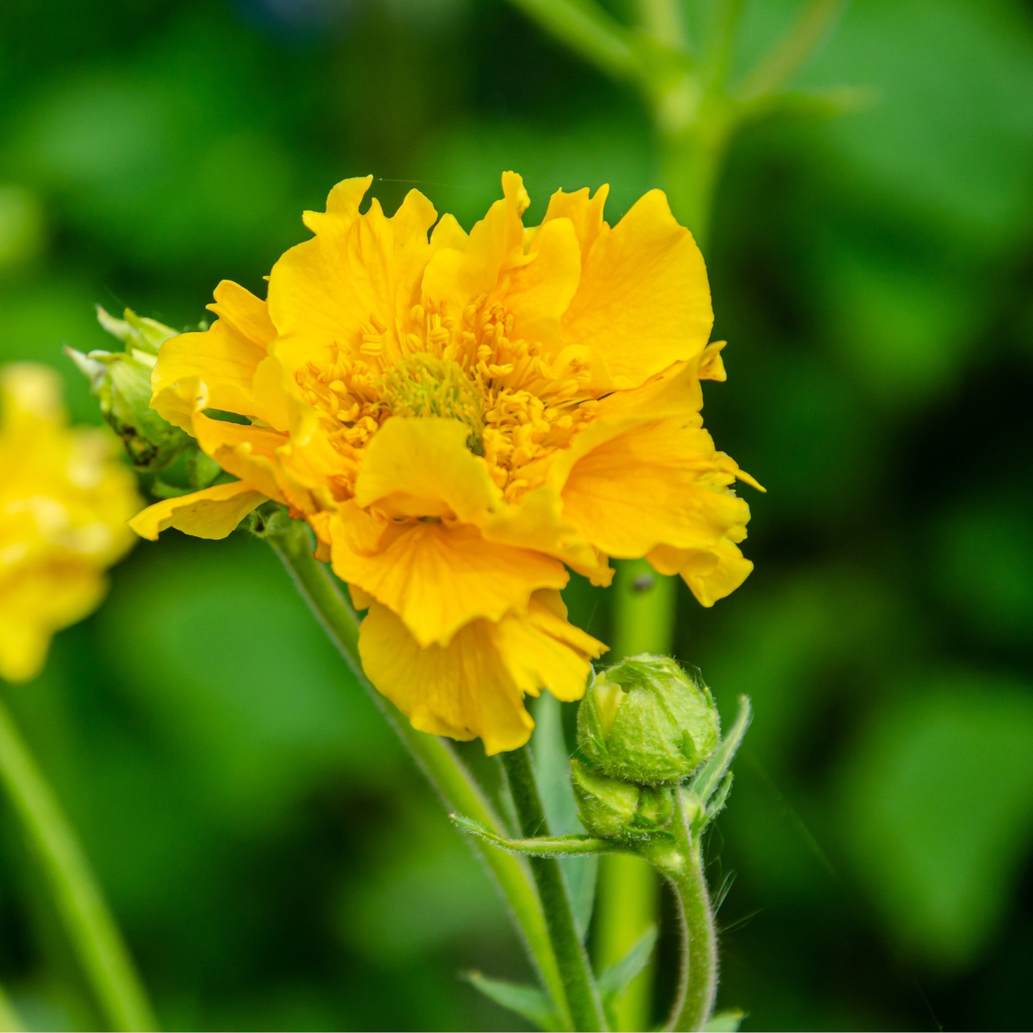 Geum 'Lady Stratheden' (Various Sizes Available)