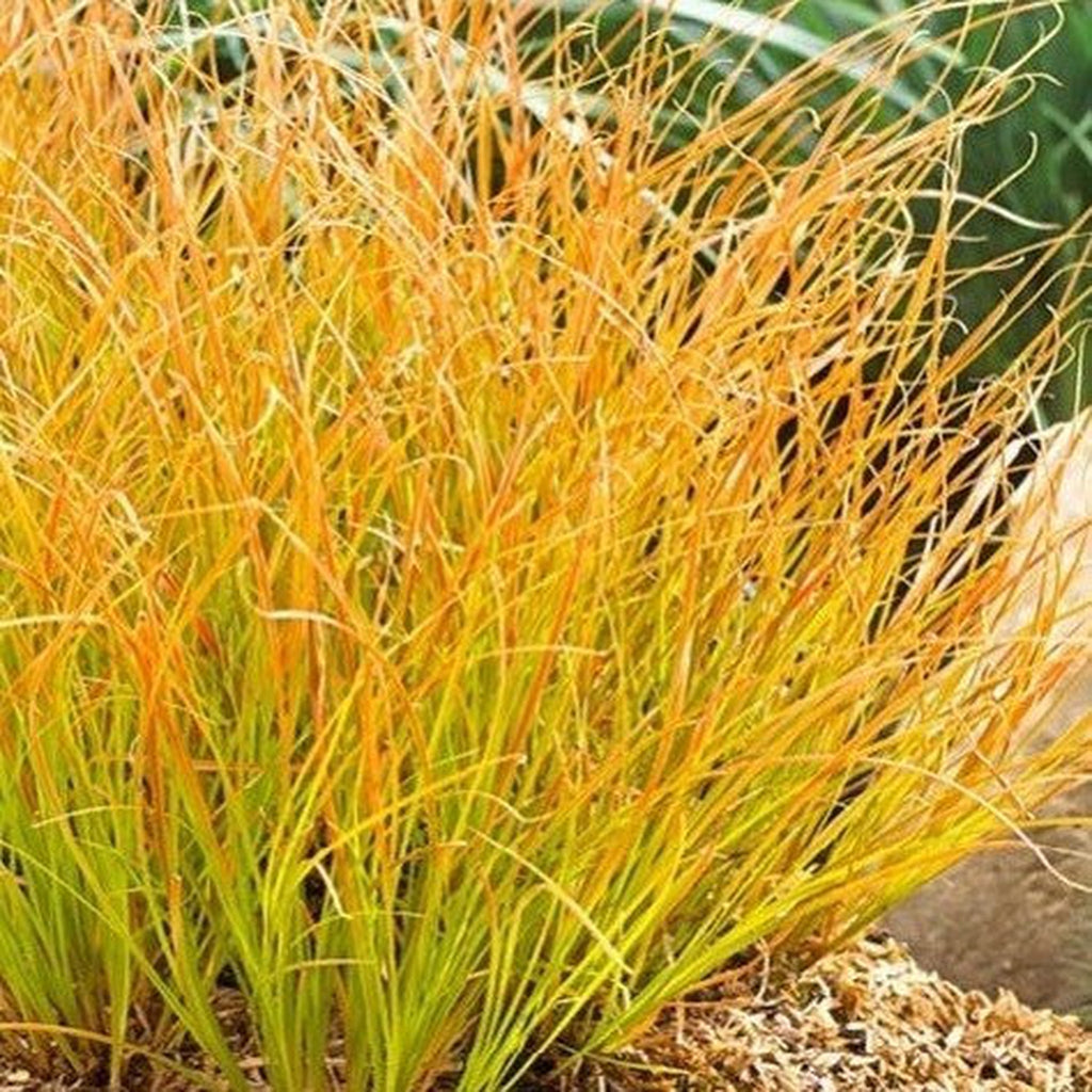 Carex testacea 'Prairie Fire' Grass 3L