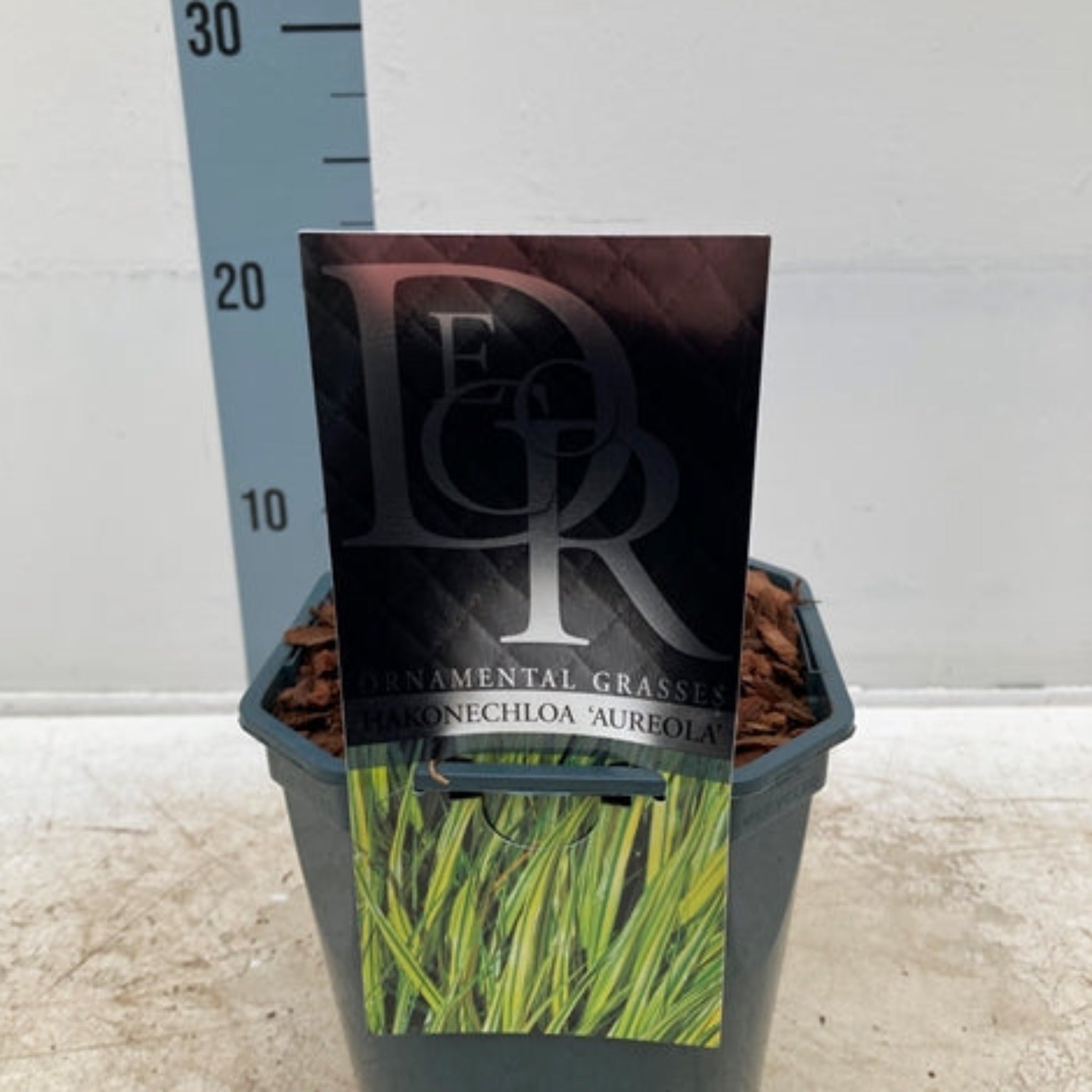 Hakonechloa macra 'Aureola' Grass 2L