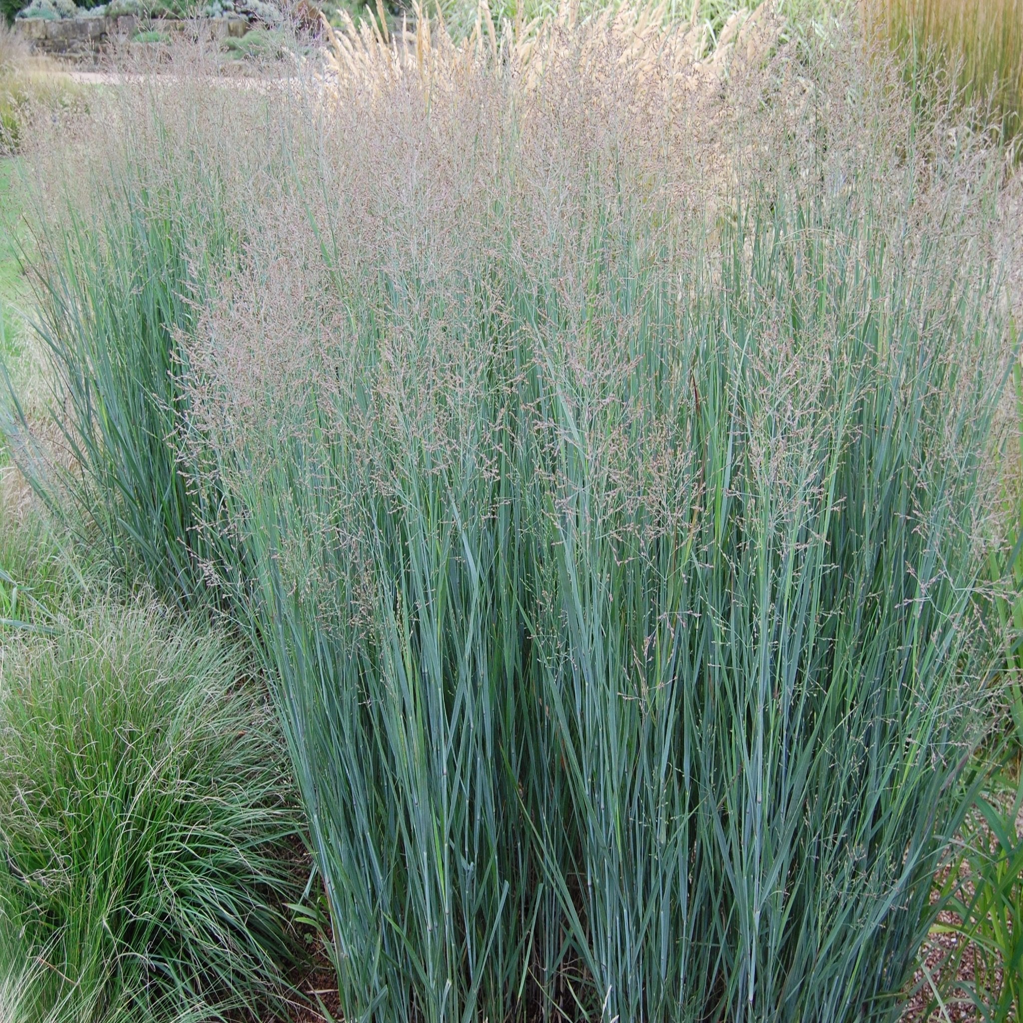 Panicum virgatum 'Heavy Metal' 9cm