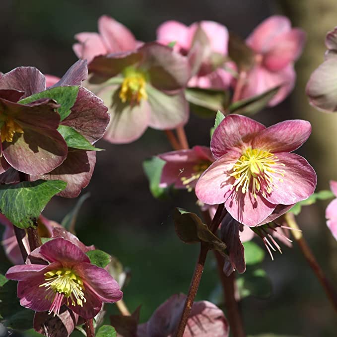 Mix of 3 Helleborus (3 x 9cm Pots)