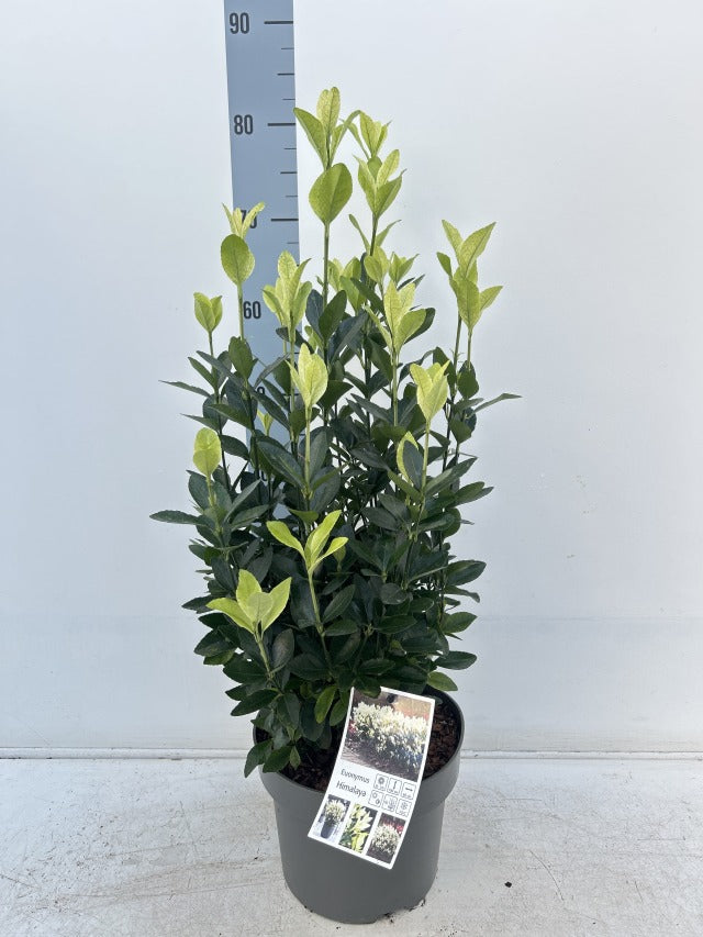 Euonymus japonica 'Himalaya' 9cm/2L/5L