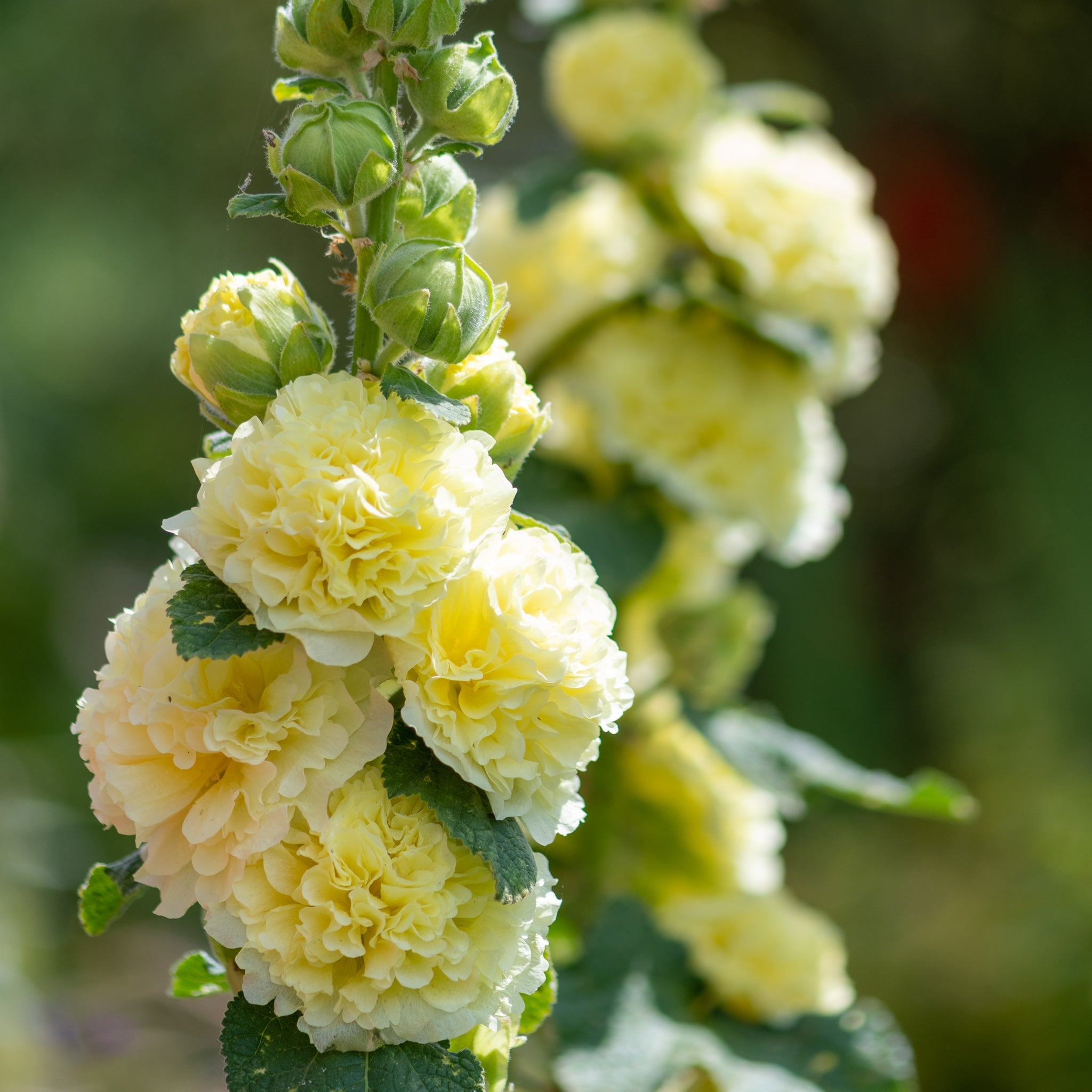 Hollyhock (Alcea) Yellow 'Spring Celebrities Lemon' 1.5L