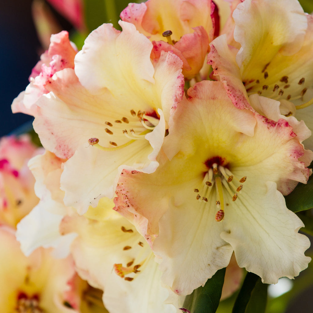 Standard Rhododendron 'Horizon Monarch' (Yellow) 80cm