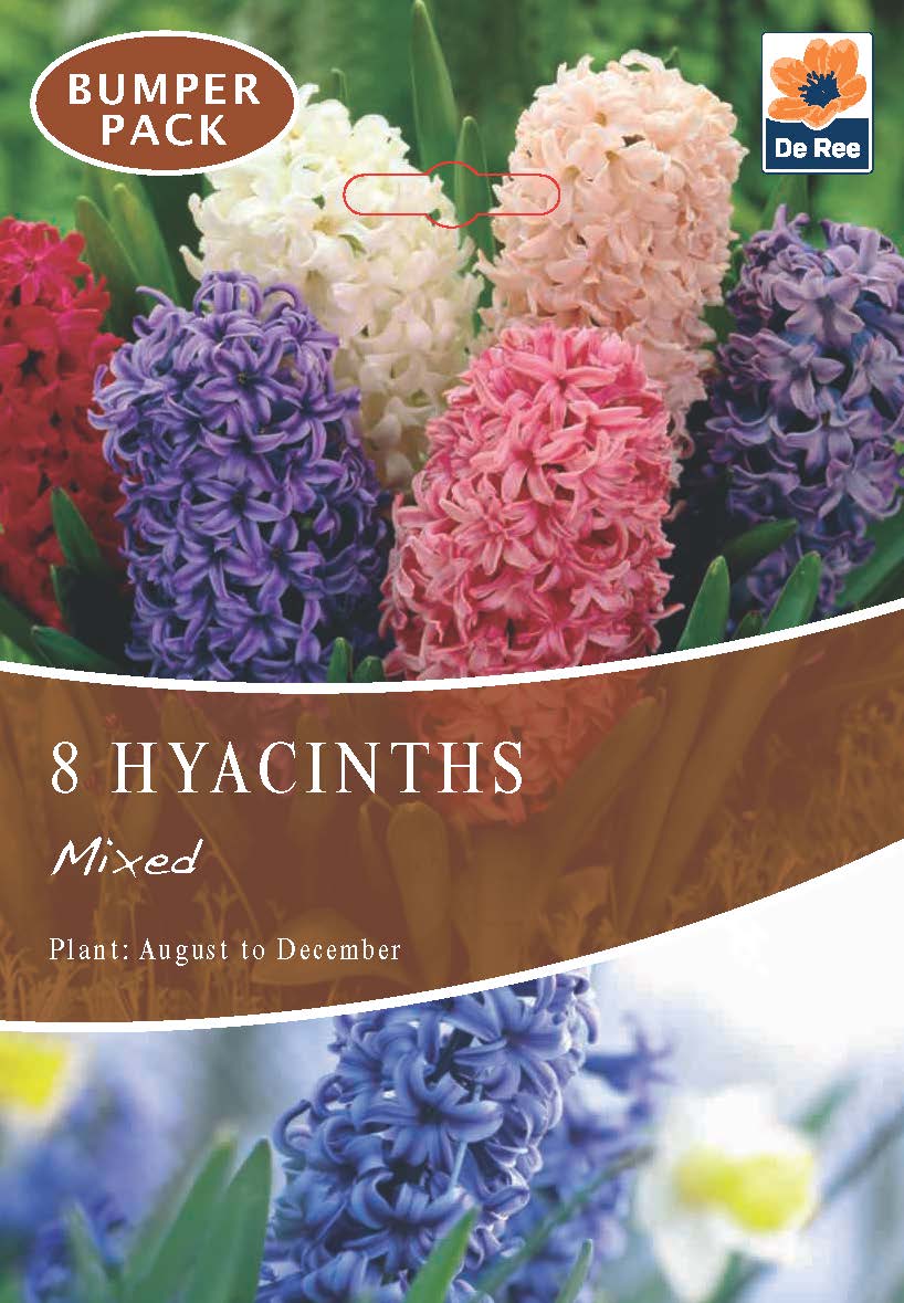 Hyacinth Mixed (3/7 Bulbs)