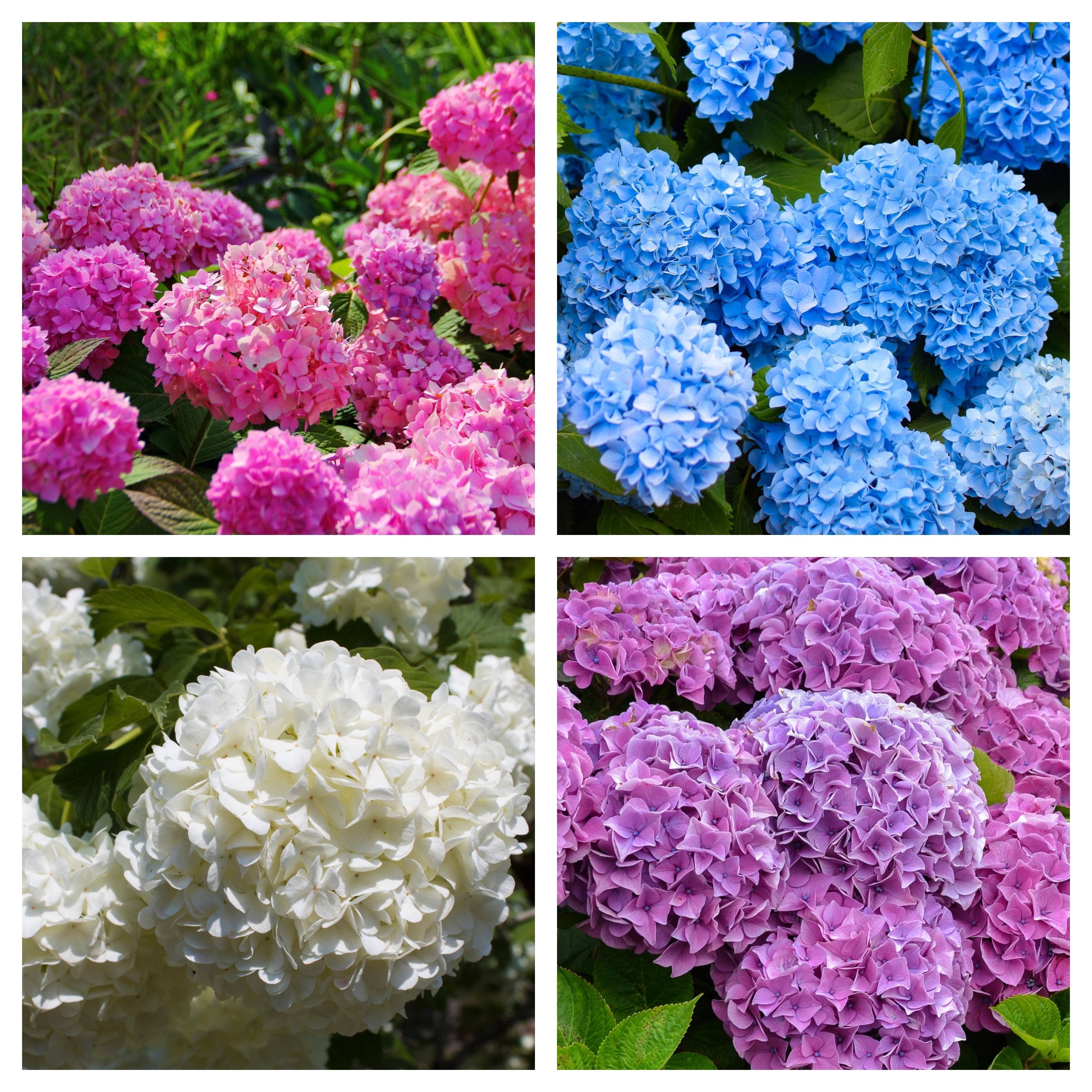Hydrangea macrophylla | Surprise colour 1.5L (Our Choice)