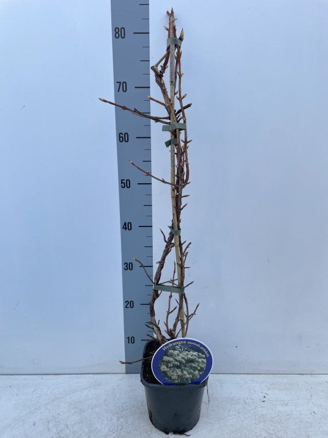 Climbing Hydrangea 'Hydrangea petiolaris' 2L (60-70cm)