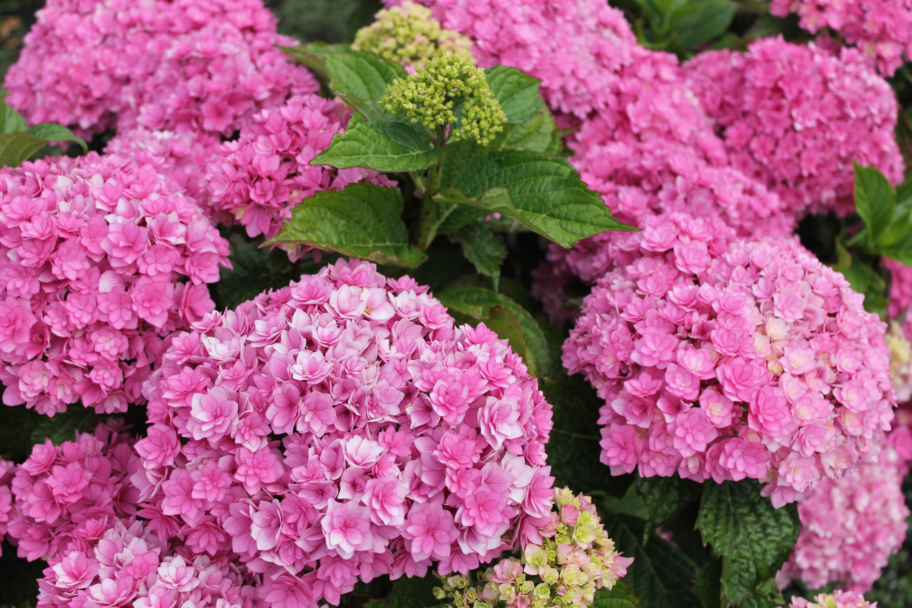 Hydrangea 'Together' 9cm
