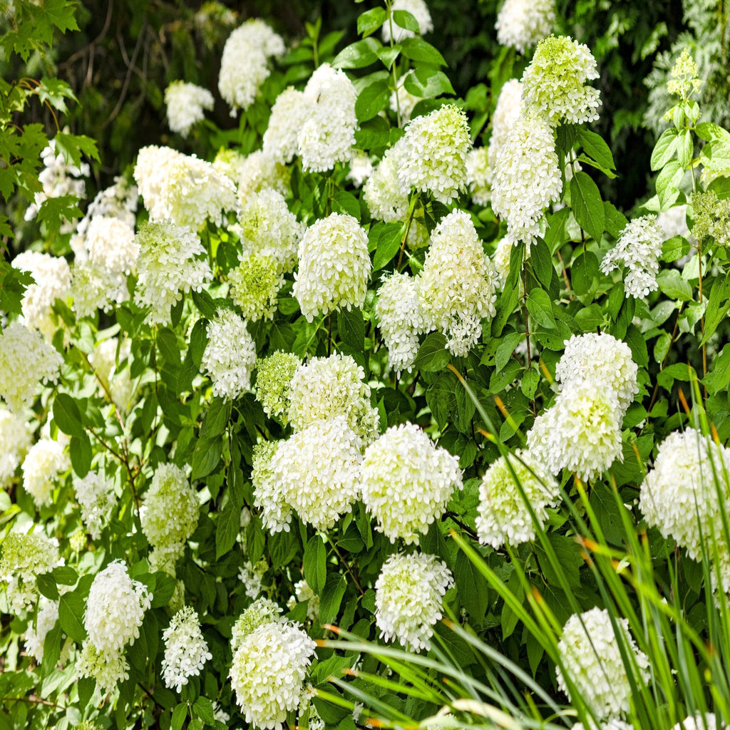 Hydrangea paniculta 'LimeLight' 9cm/2L/5L